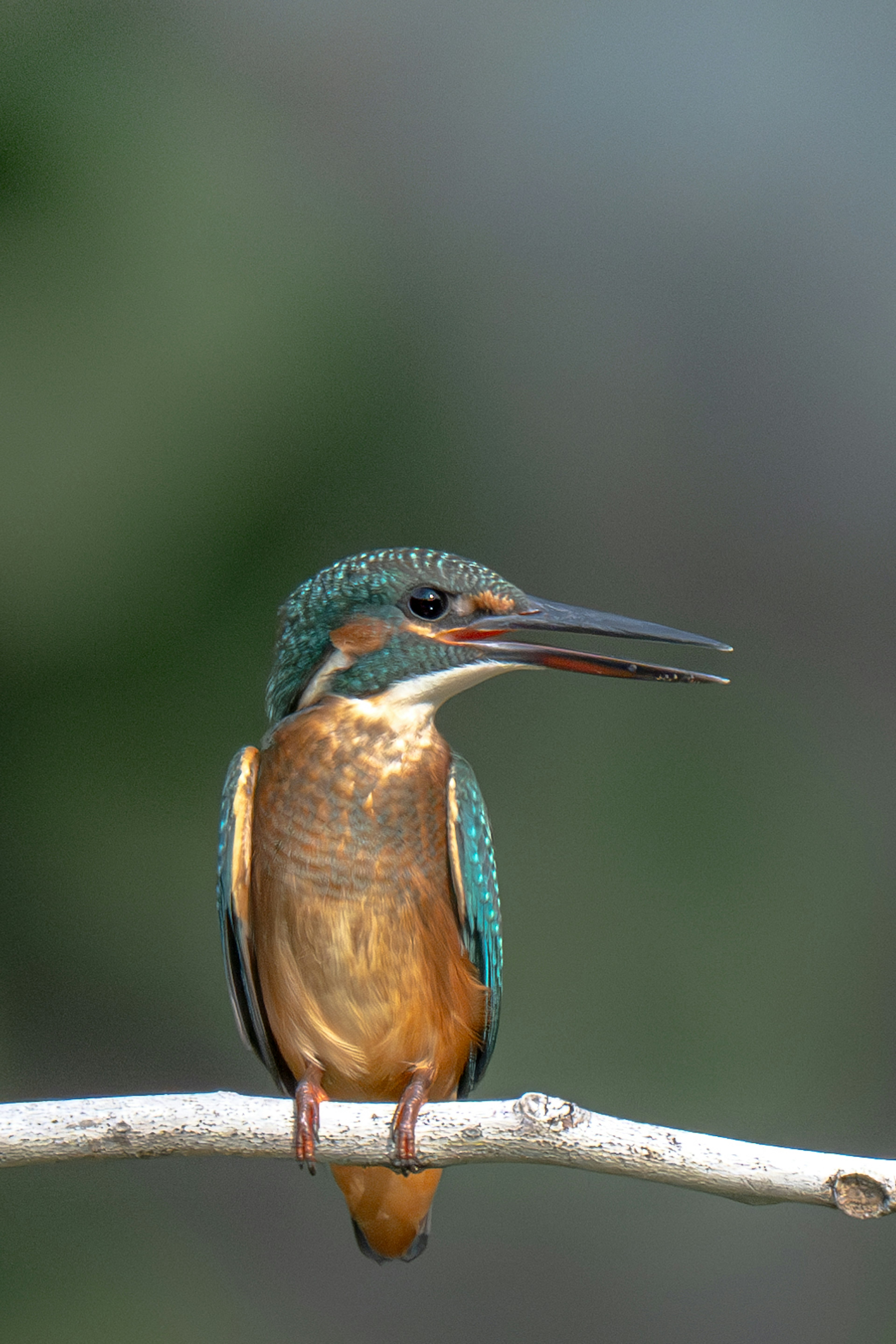 Ein Eisvogel mit blauen Federn, der auf einem Ast sitzt