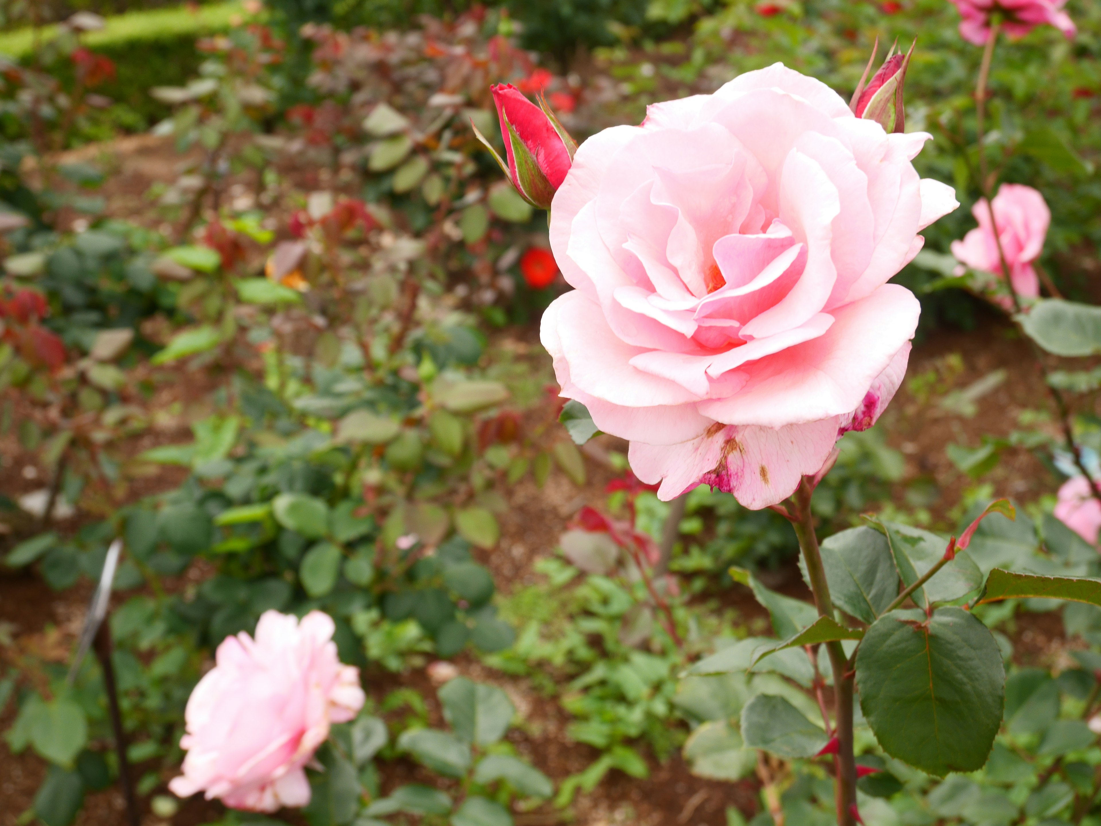 Beautiful pink rose blooming in a garden setting