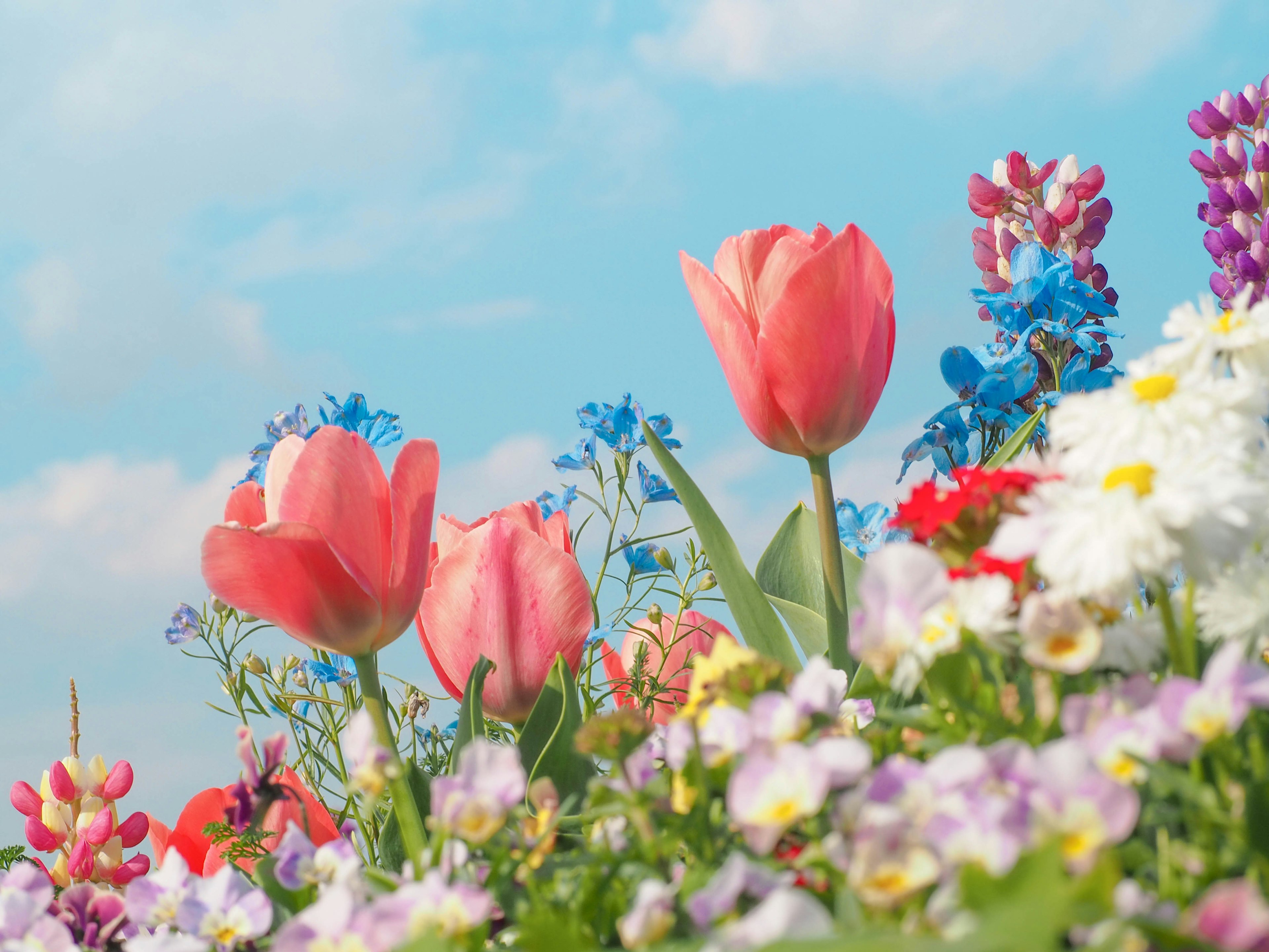 青空の下で咲く色とりどりの花々とチューリップ