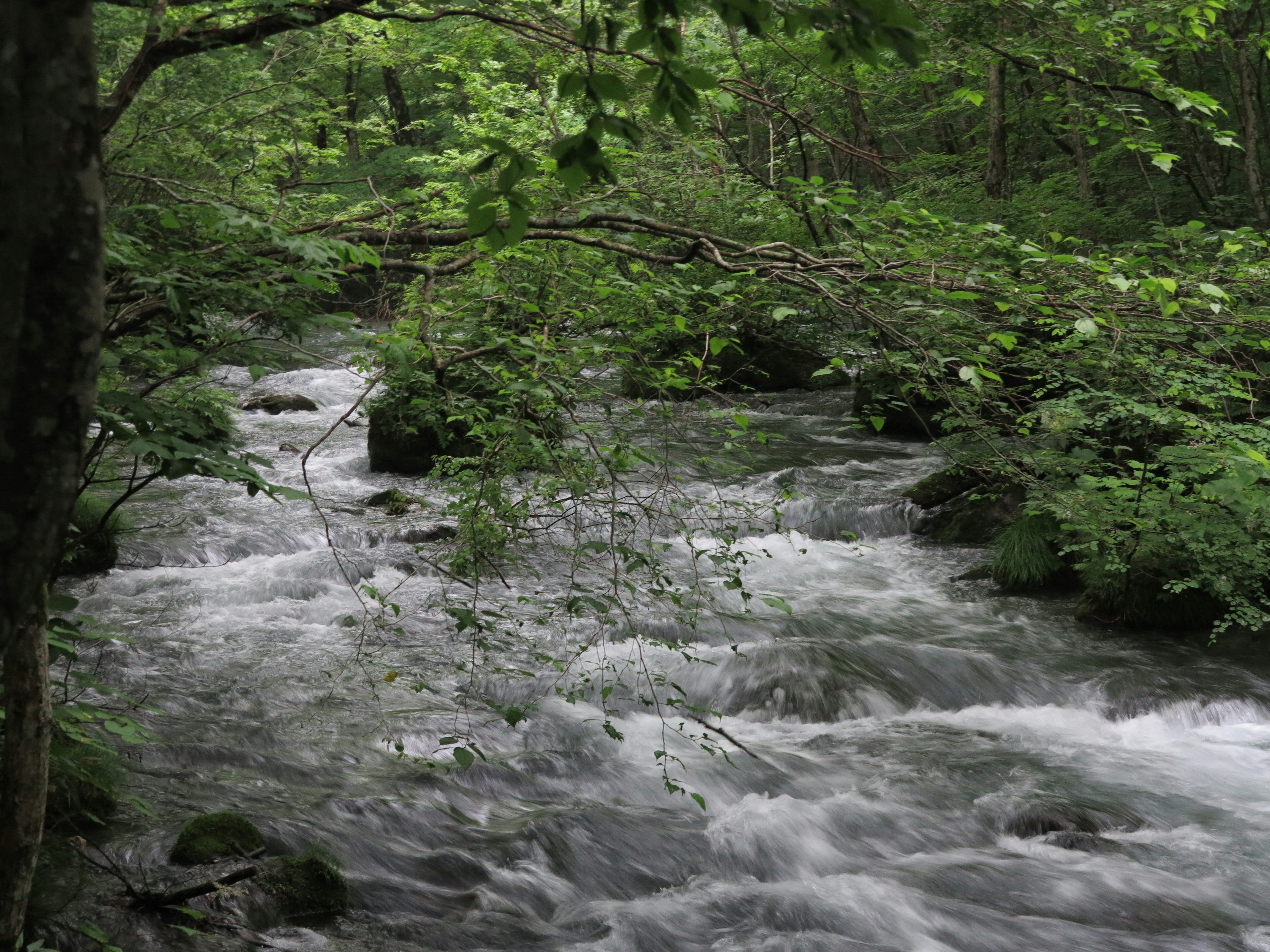 Sungai deras mengalir melalui hutan rimbun