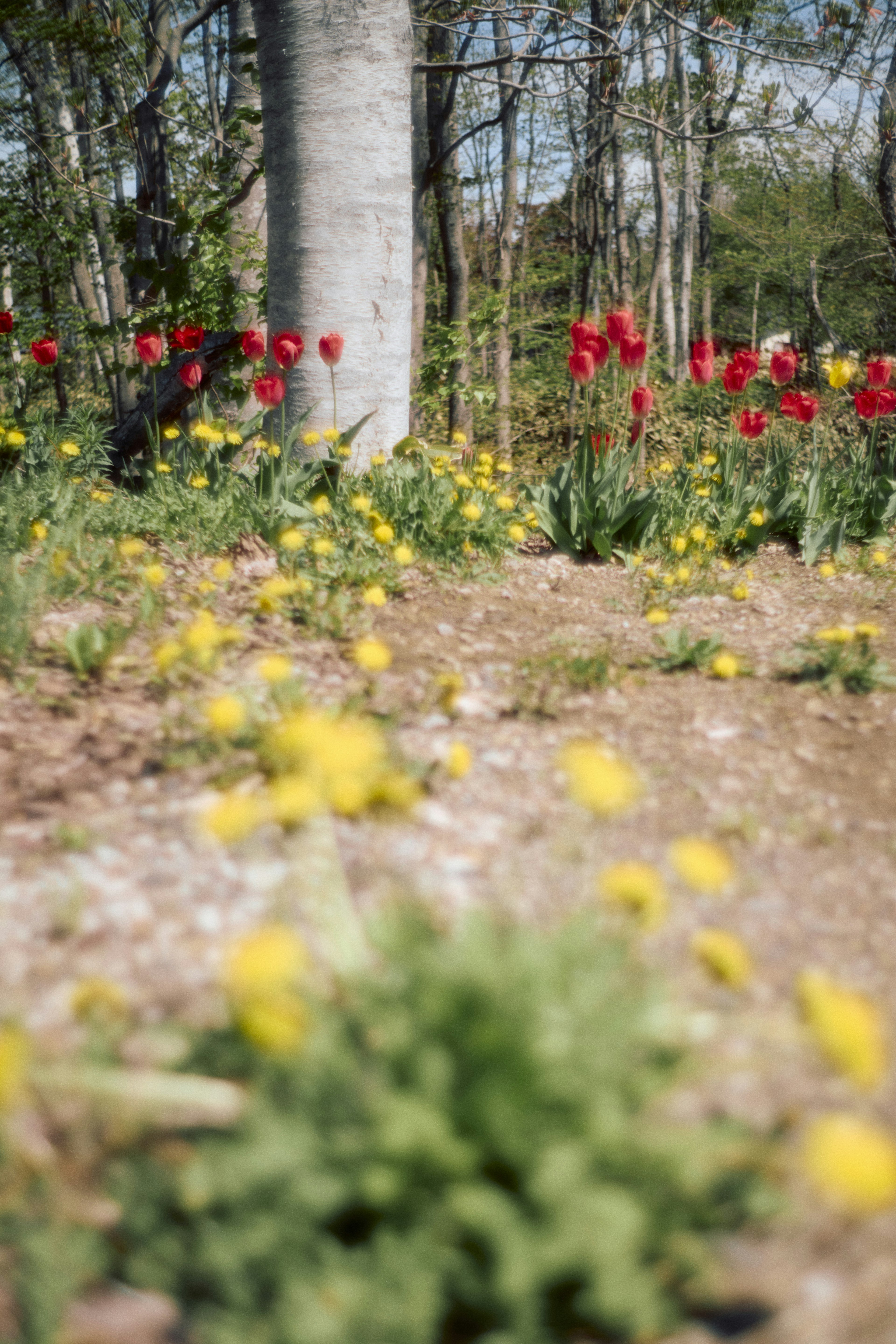 Une scène de jardin avec des tulipes rouges vibrantes et des fleurs jaunes fleurissant près d'un arbre