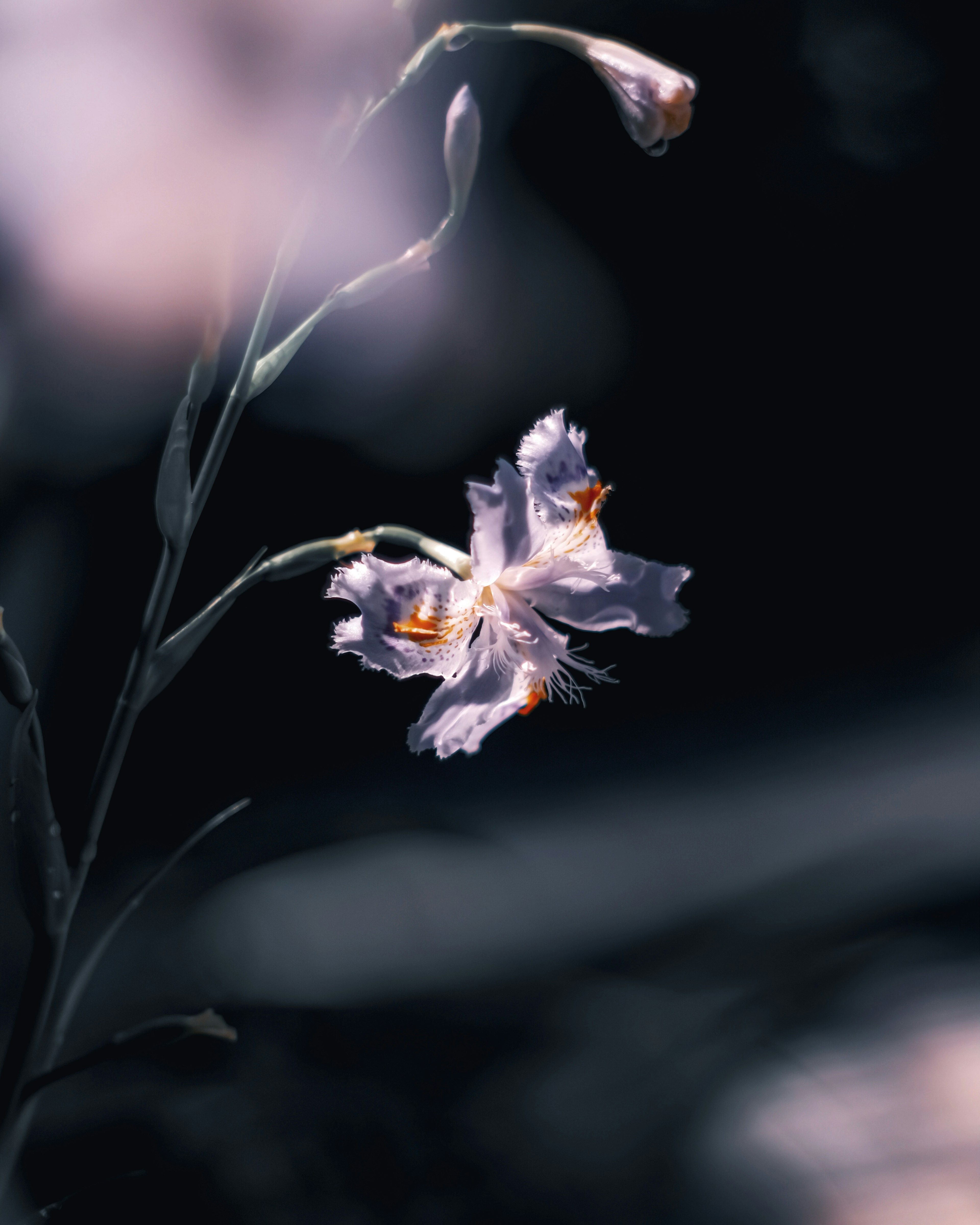 暗い背景に咲く淡い色の花のクローズアップ