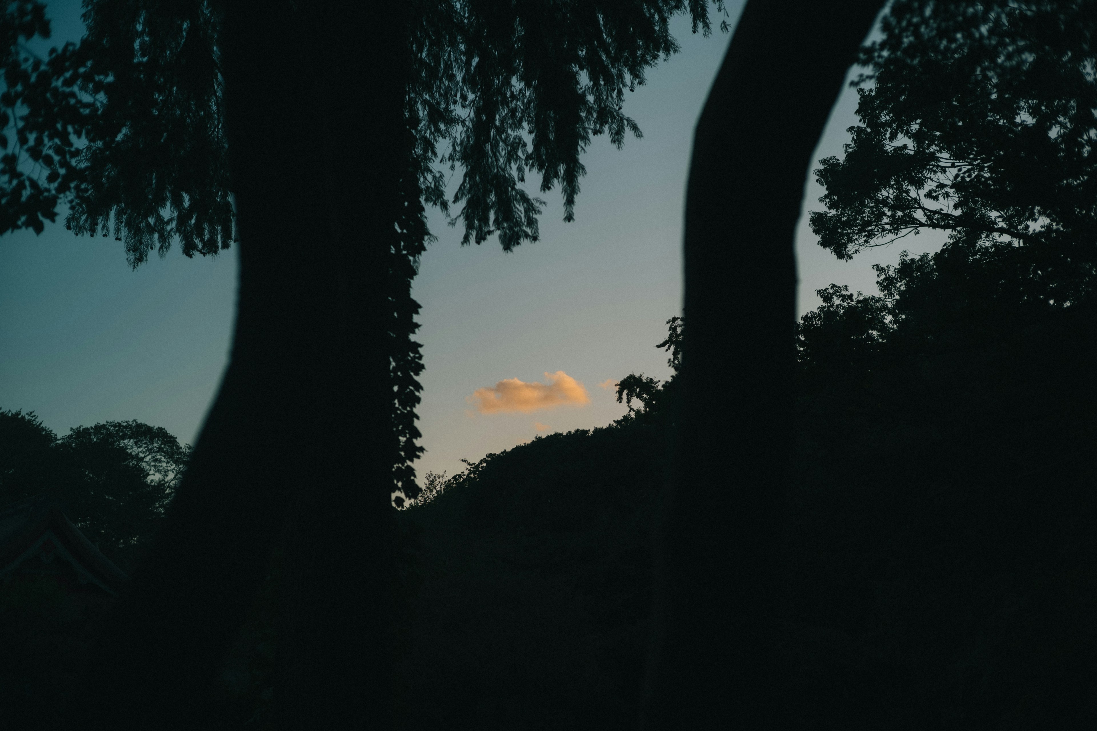 Silhouette of trees against a twilight sky with a cloud