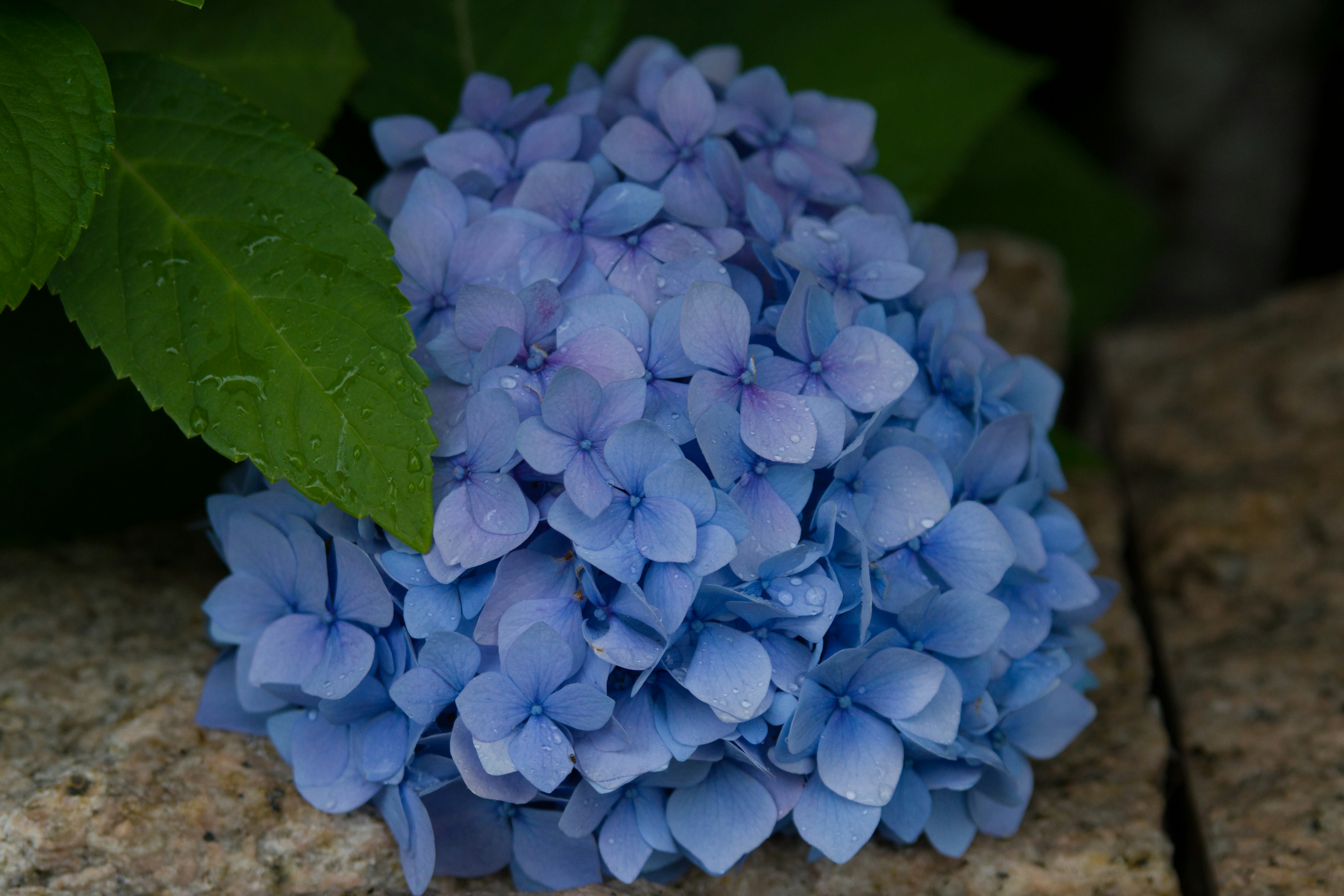 青いアジサイの花と緑の葉が石の上にある