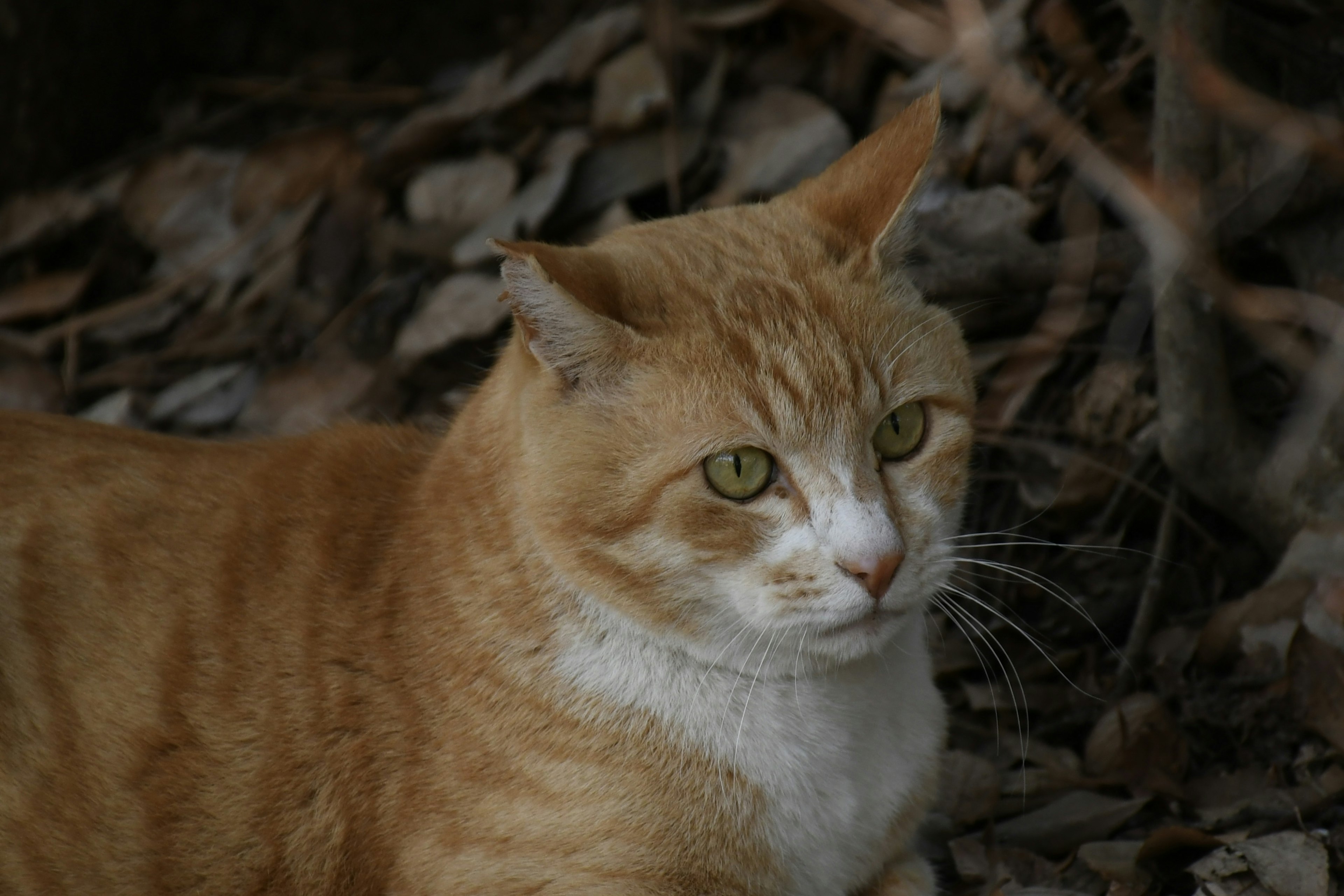 Kucing tabby oranye beristirahat di antara daun cokelat