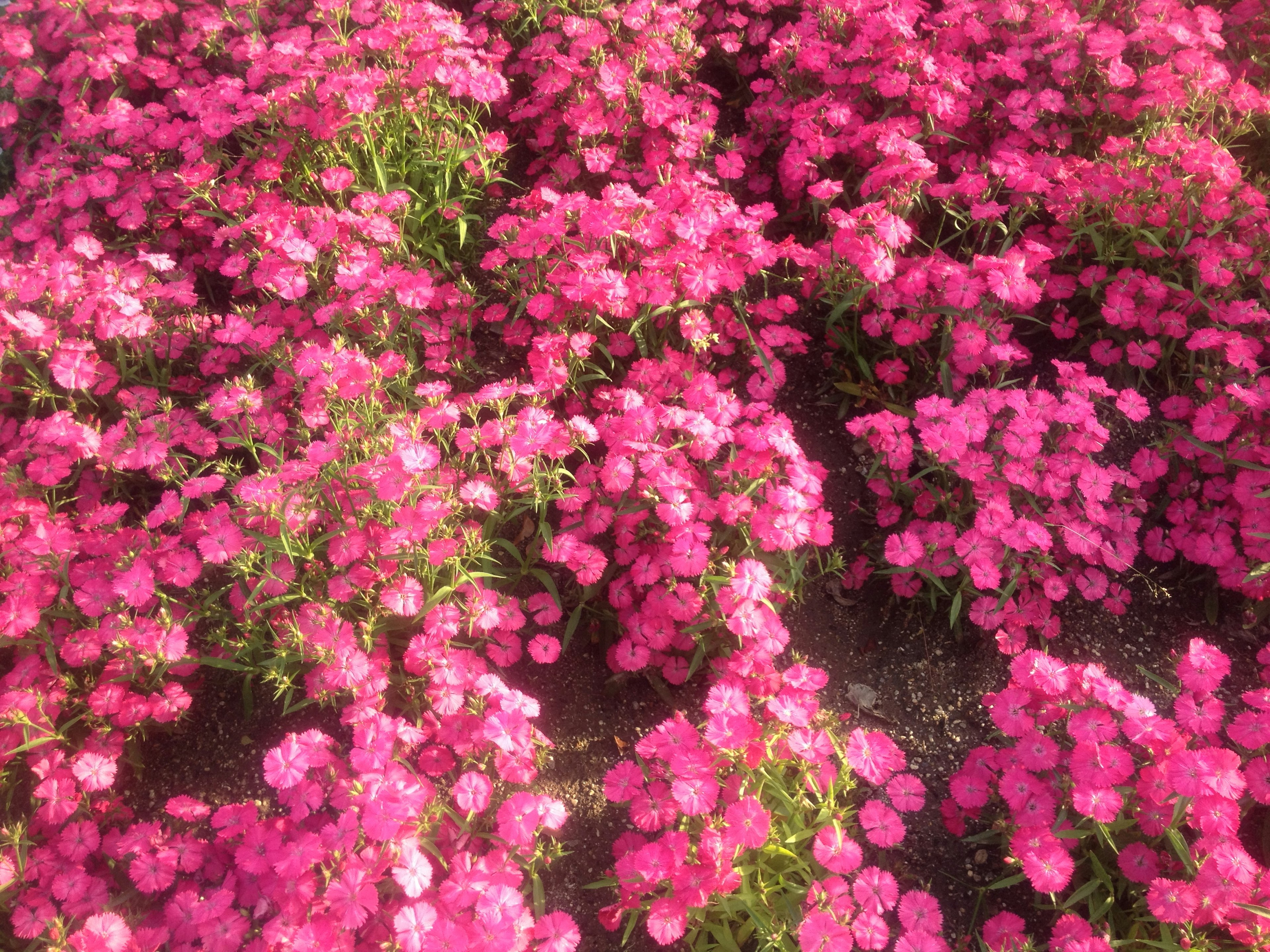 Bunga pink cerah yang mekar melimpah