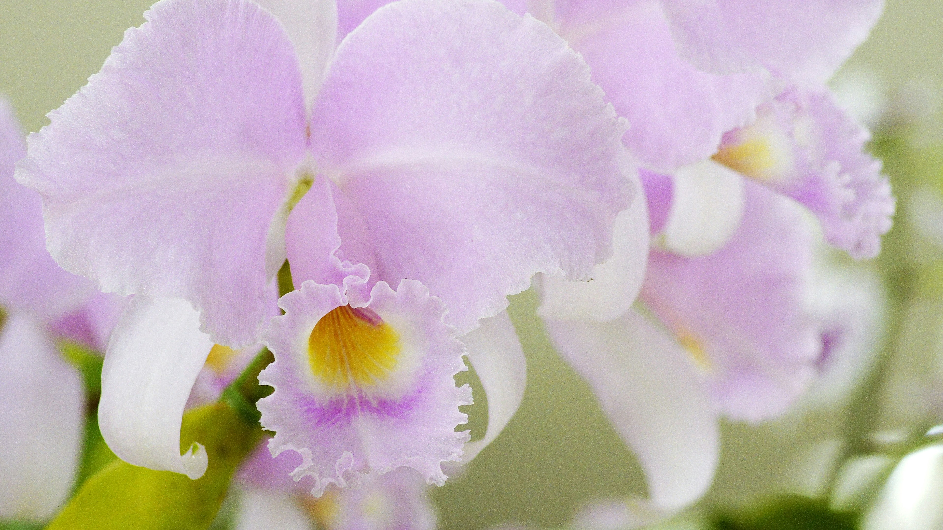 Nahaufnahme einer Orchideenblüte mit hellvioletten Blütenblättern