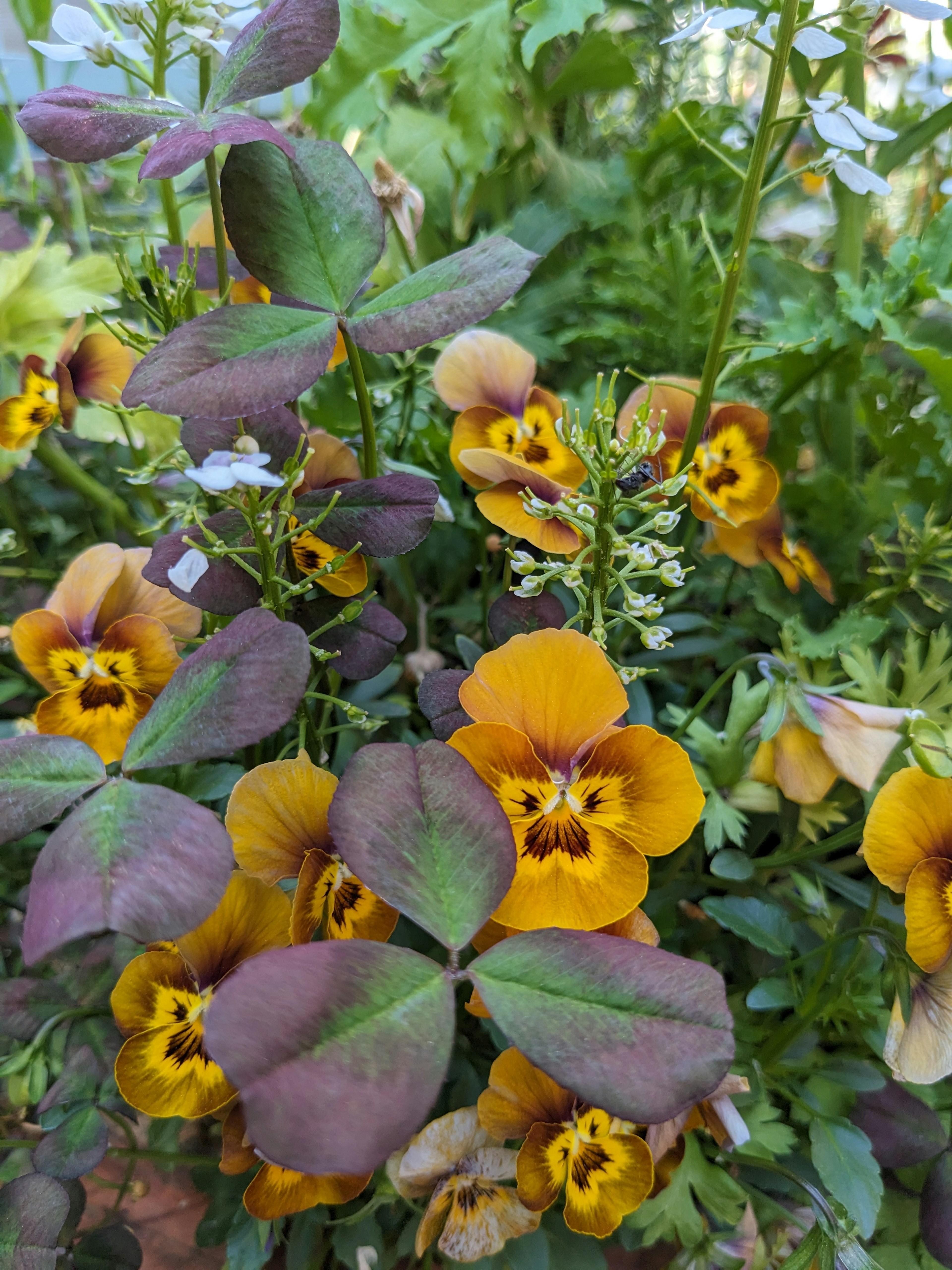 Acercamiento de una planta con hojas moradas y flores amarillas