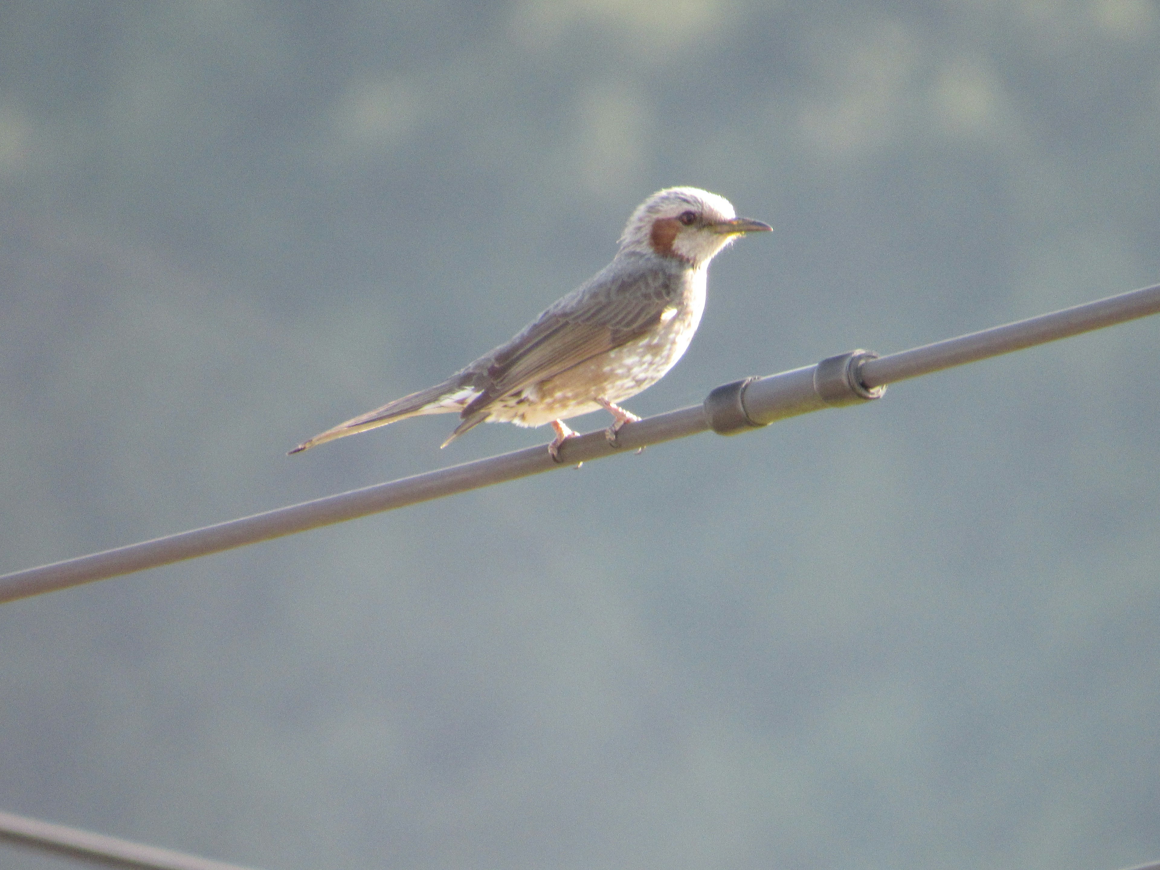 Gray bird perched on a wire against a blurred background