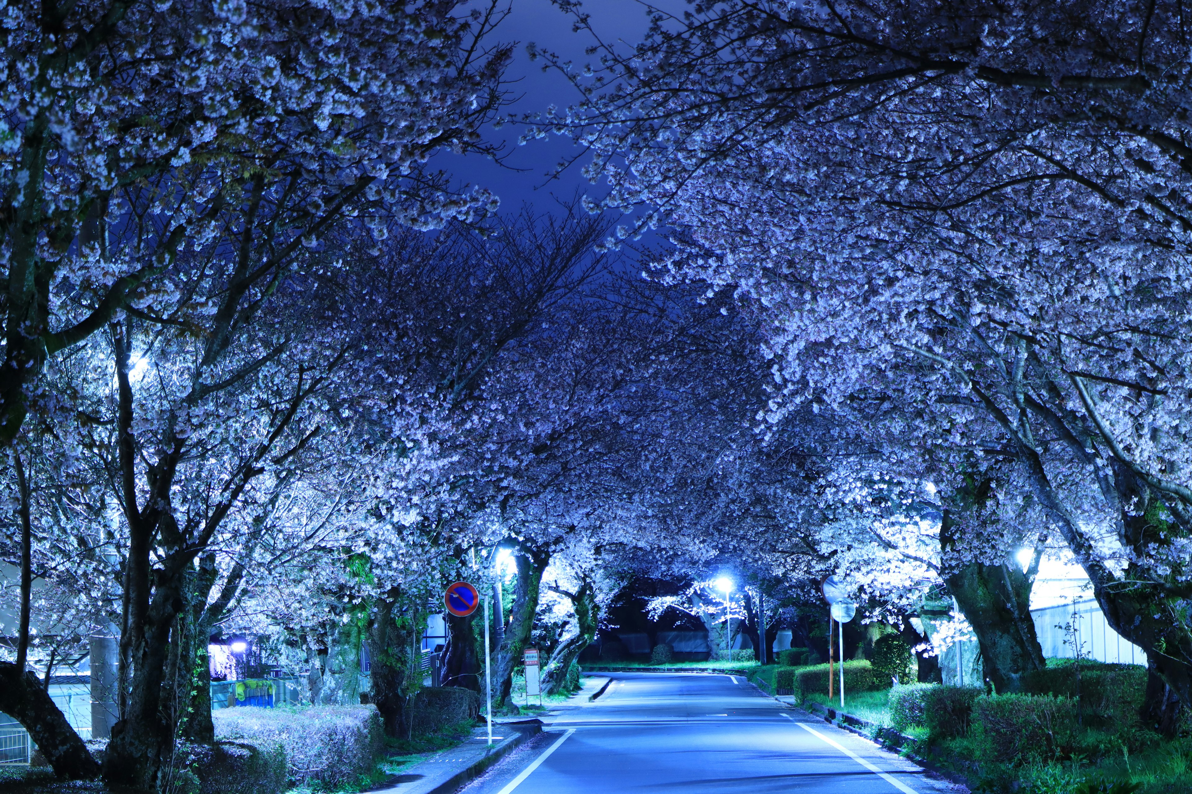 Pemandangan indah pohon sakura di malam hari