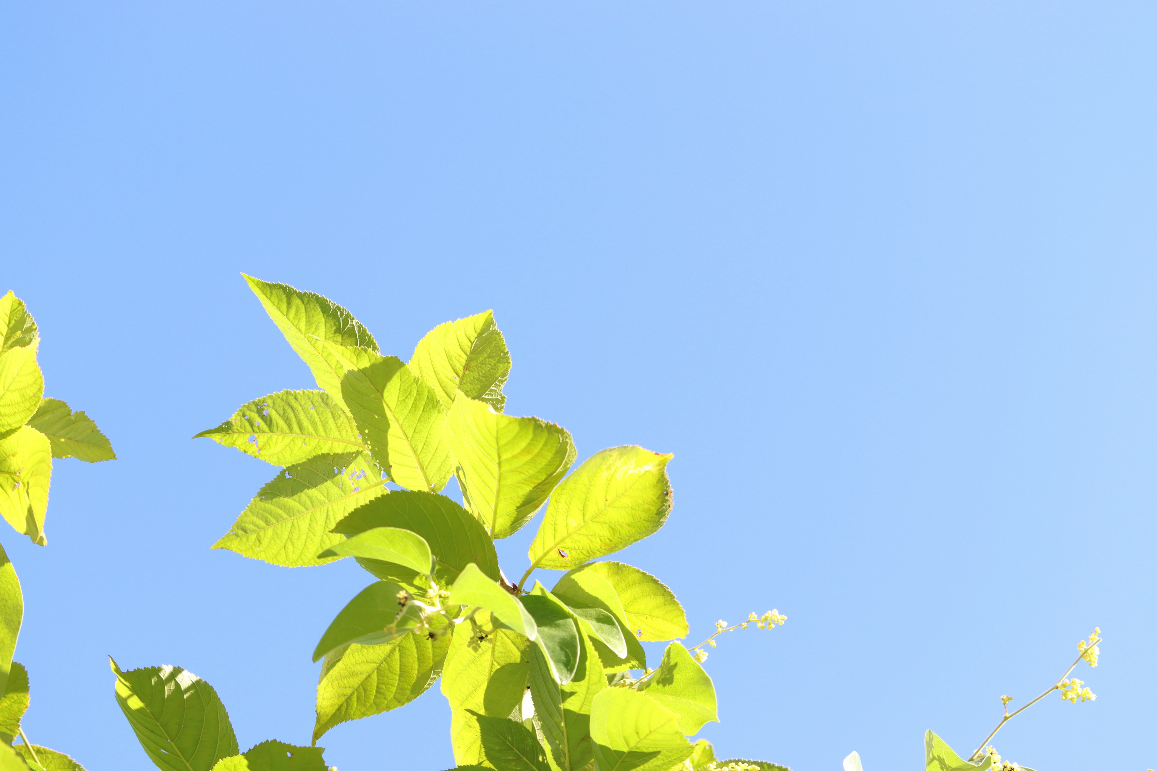 Vibrant green leaves against a blue sky