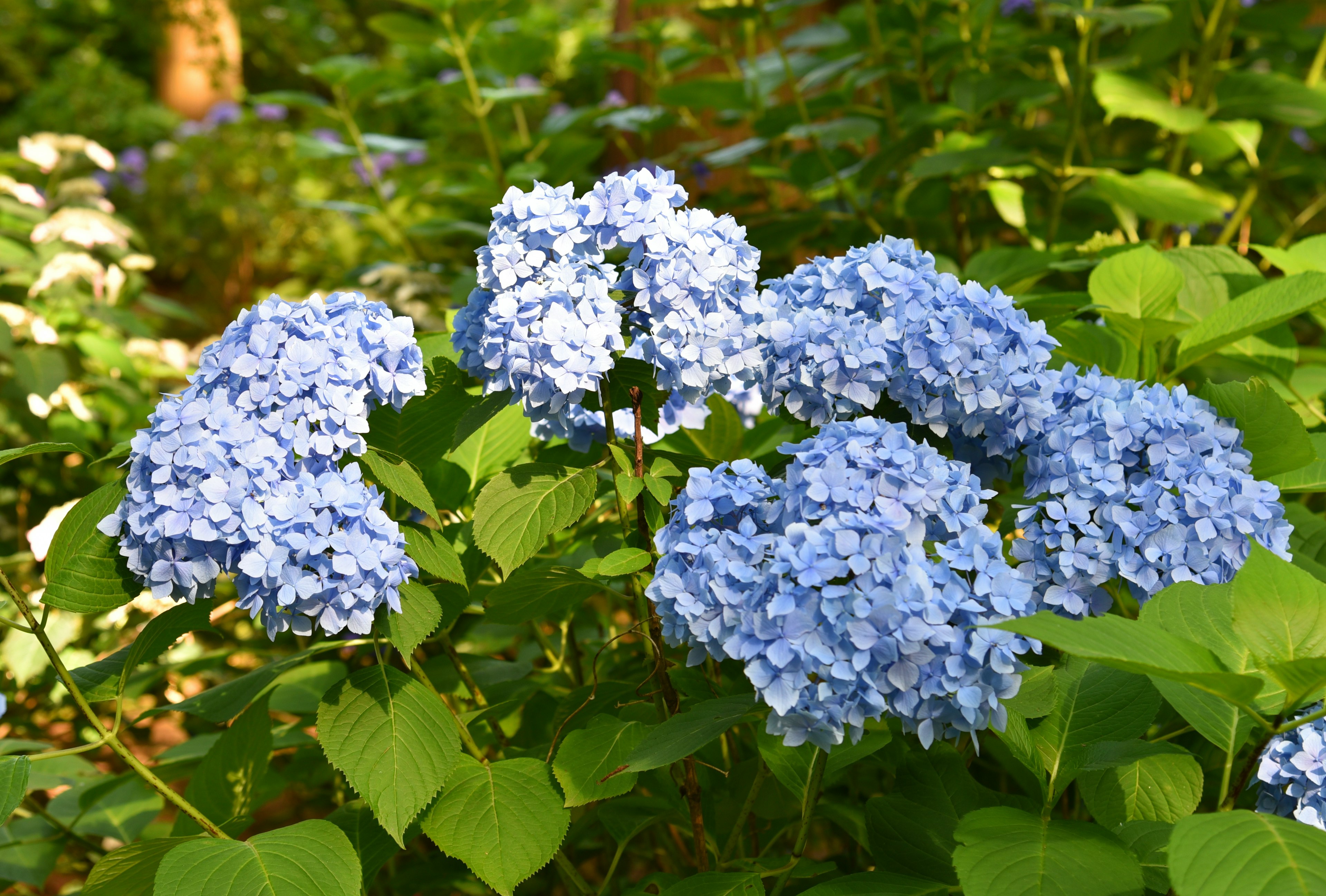 Blue hydrangea flowers surrounded by green leaves