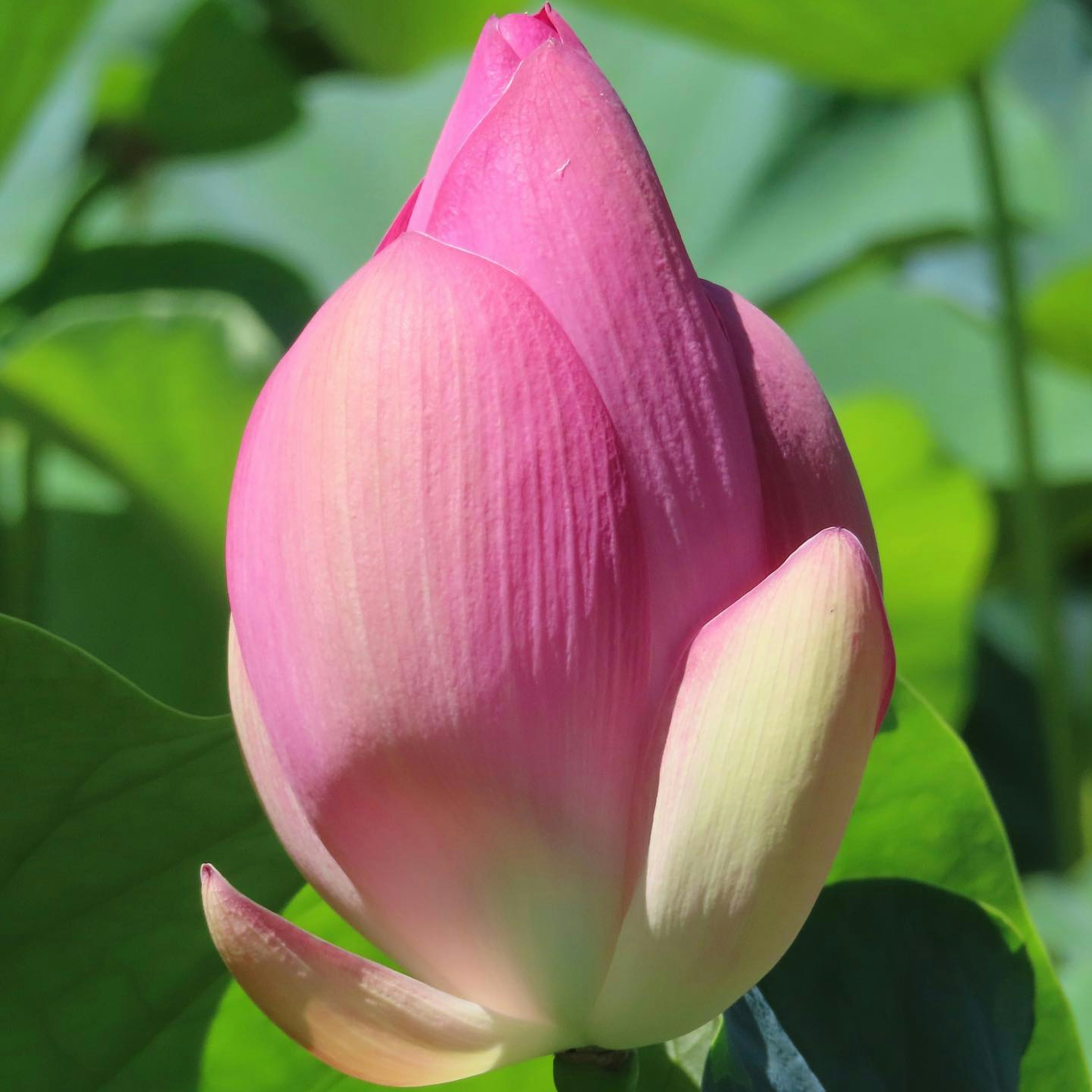 Brote de loto rosa rodeado de hojas verdes