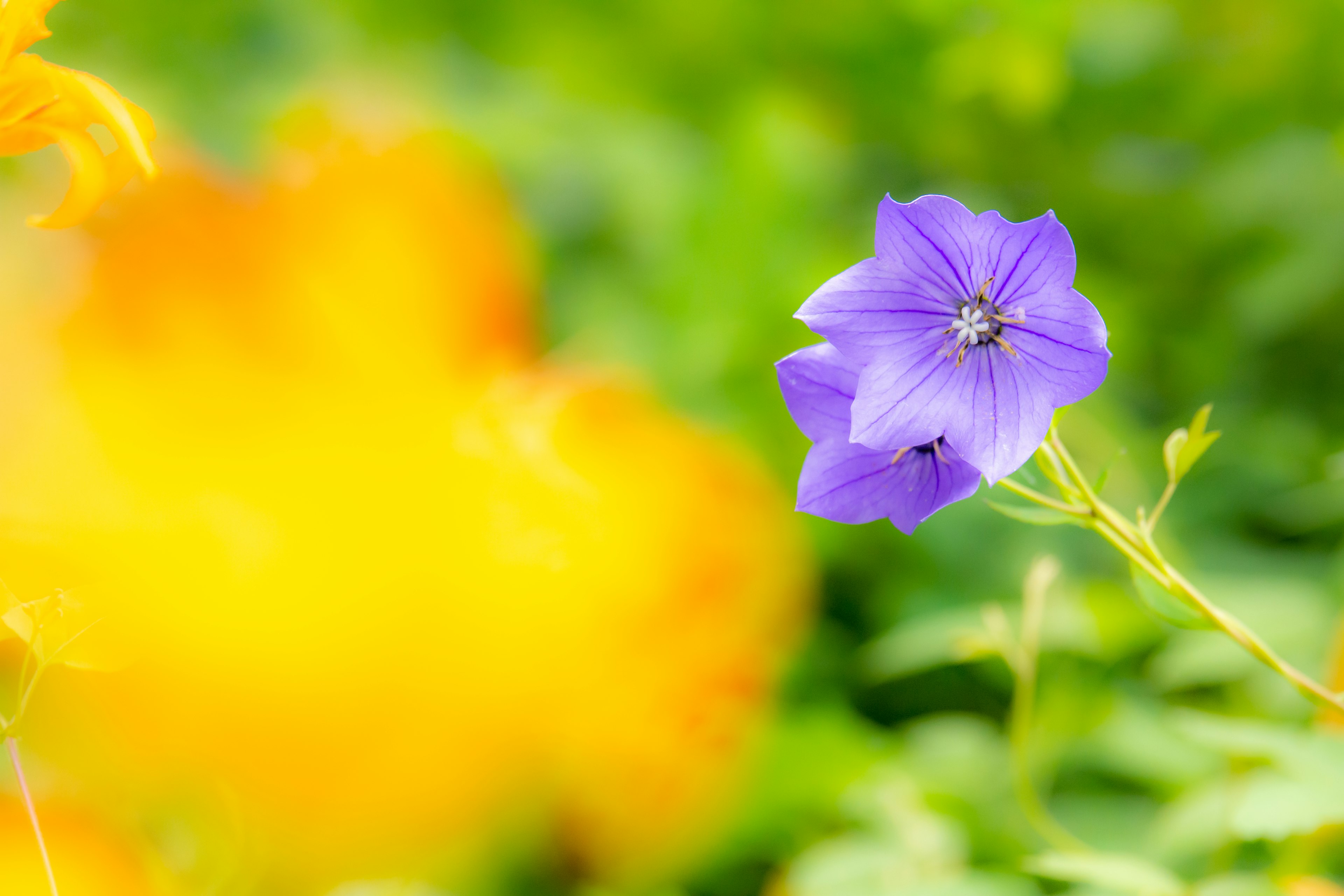 Lebendige lila Blume mit unscharfem gelben Blumenhintergrund