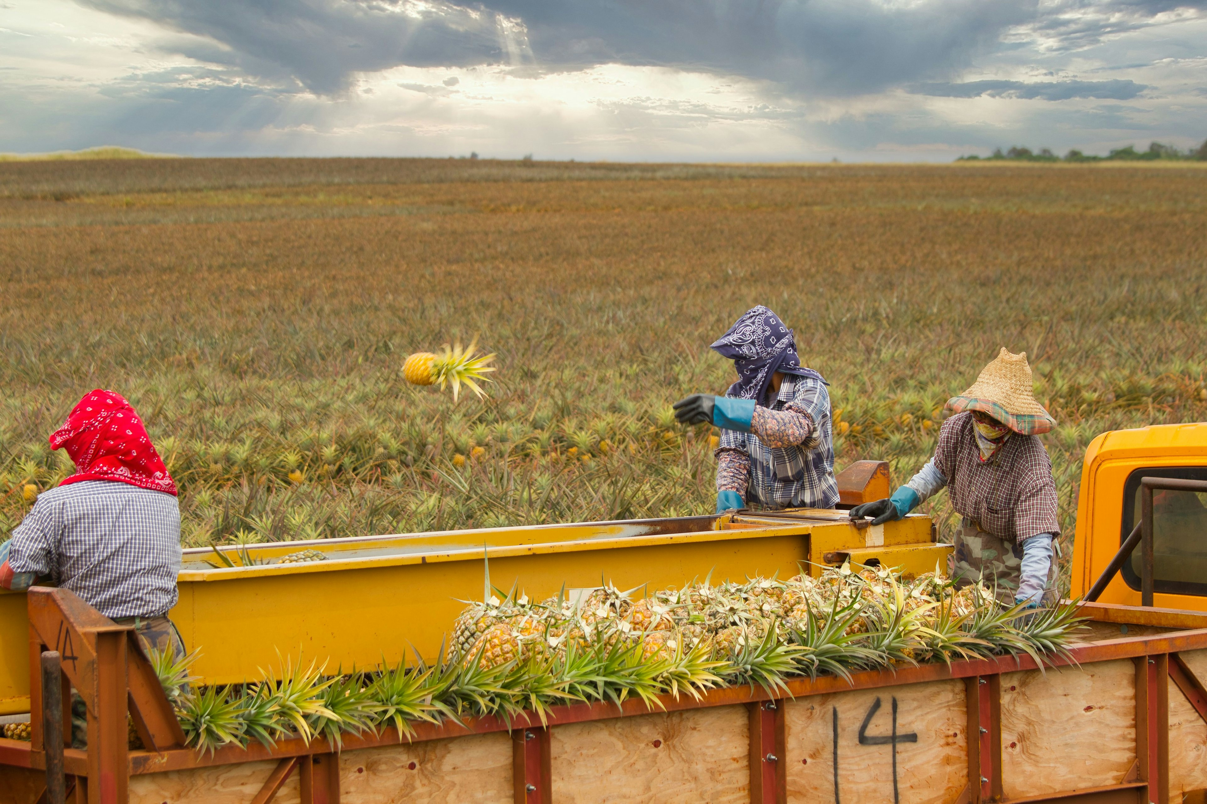 Scena di lavoratori che raccolgono ananas in una fattoria