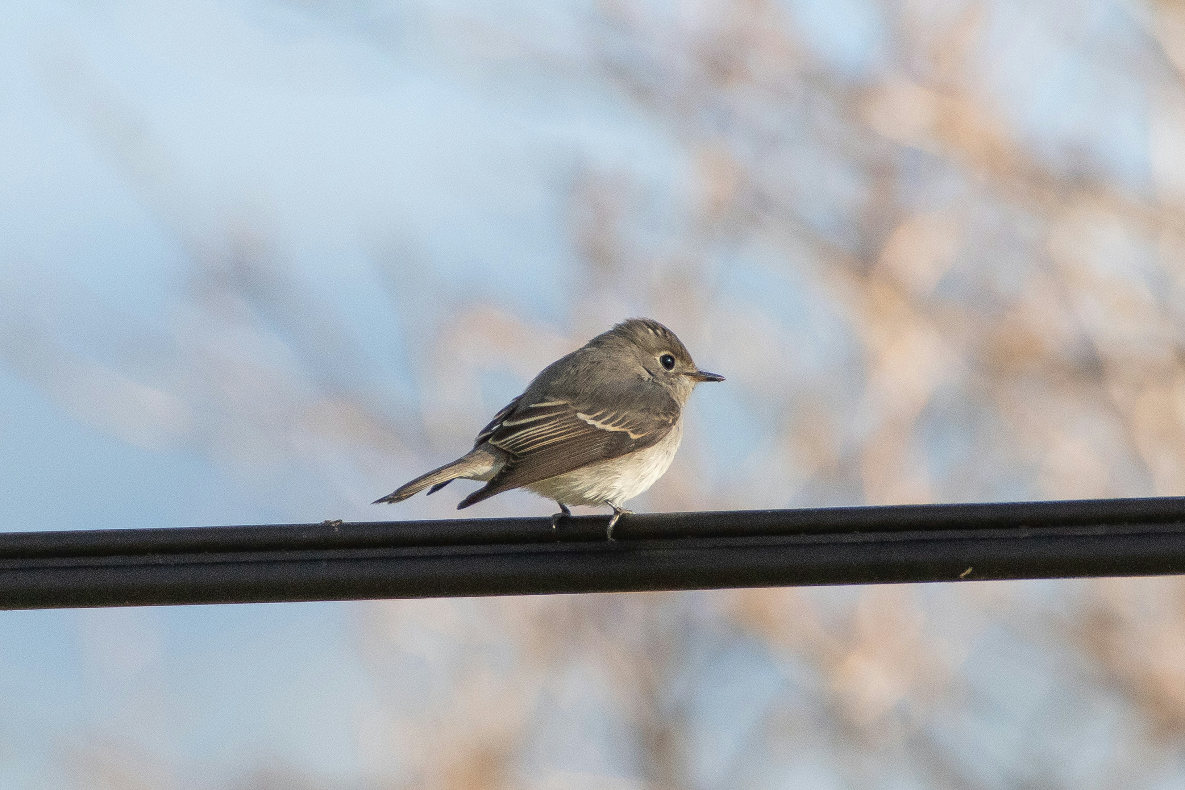 Un pequeño pájaro gris posado sobre un cable negro con un cielo azul borroso de fondo