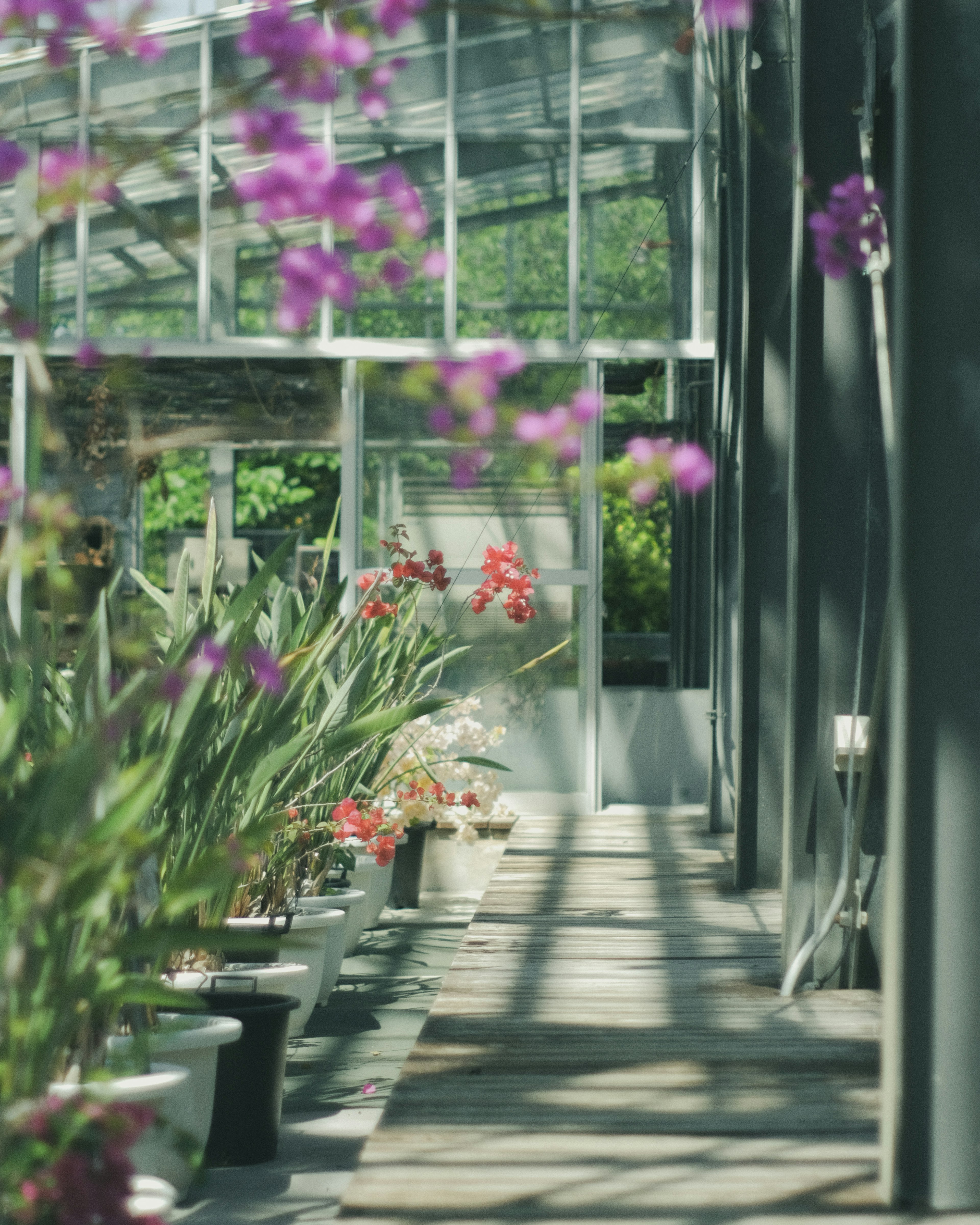 Chemin à l'intérieur d'une serre bordé de fleurs vibrantes et de verdure