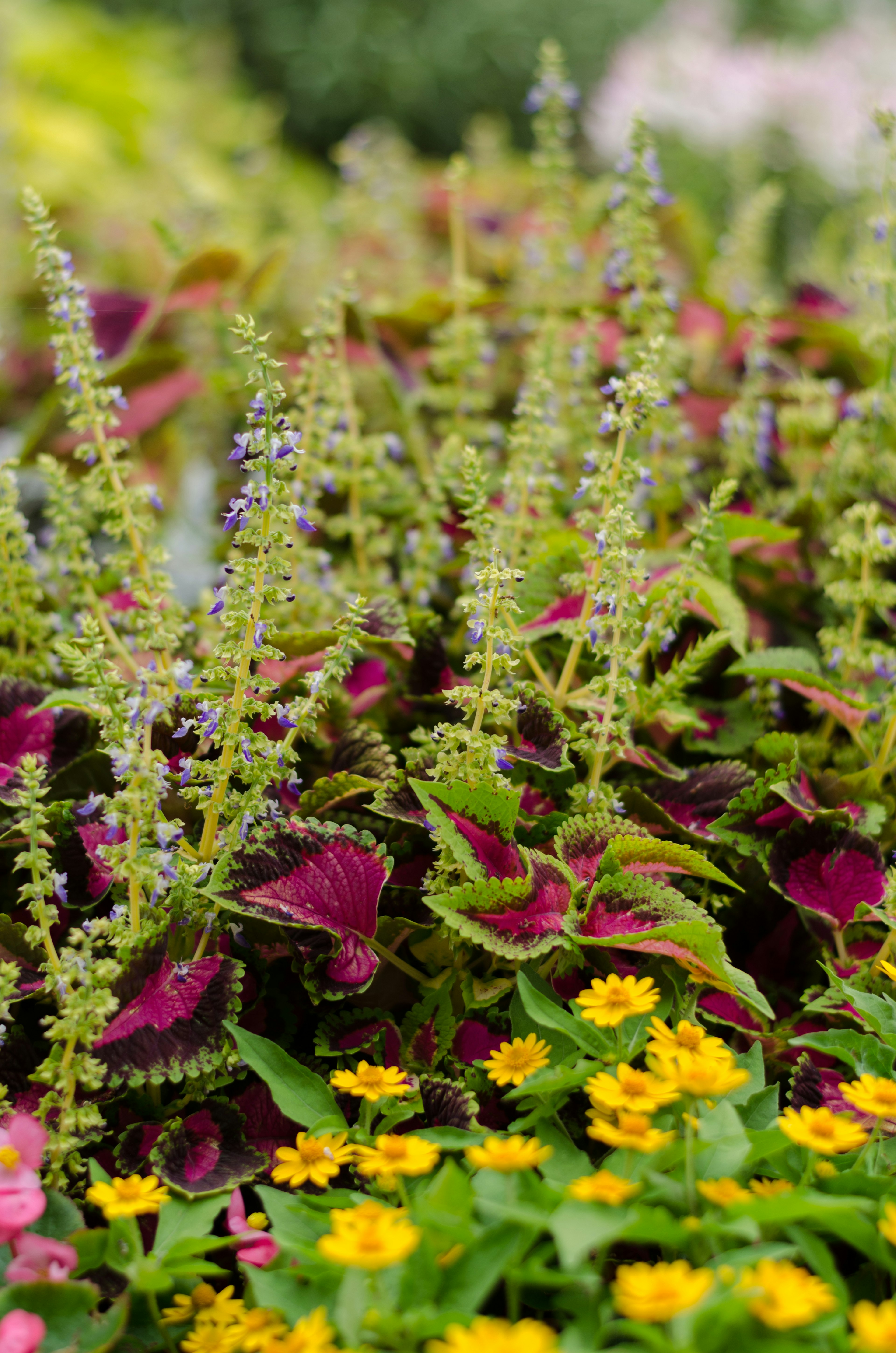 Scène de jardin vibrante avec des fleurs colorées et des plantes vertes luxuriantes