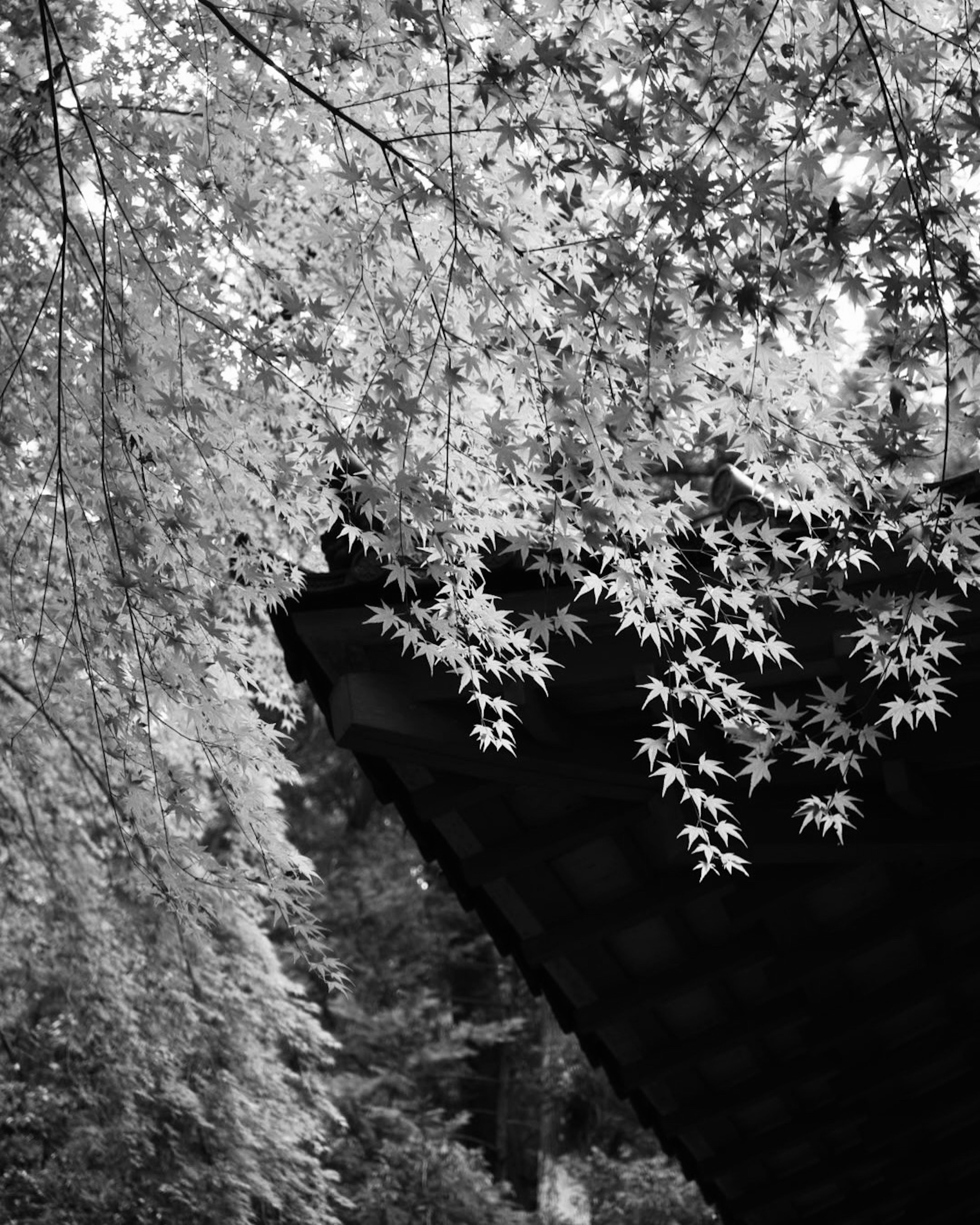 Maple leaves in black and white with a roof partially visible