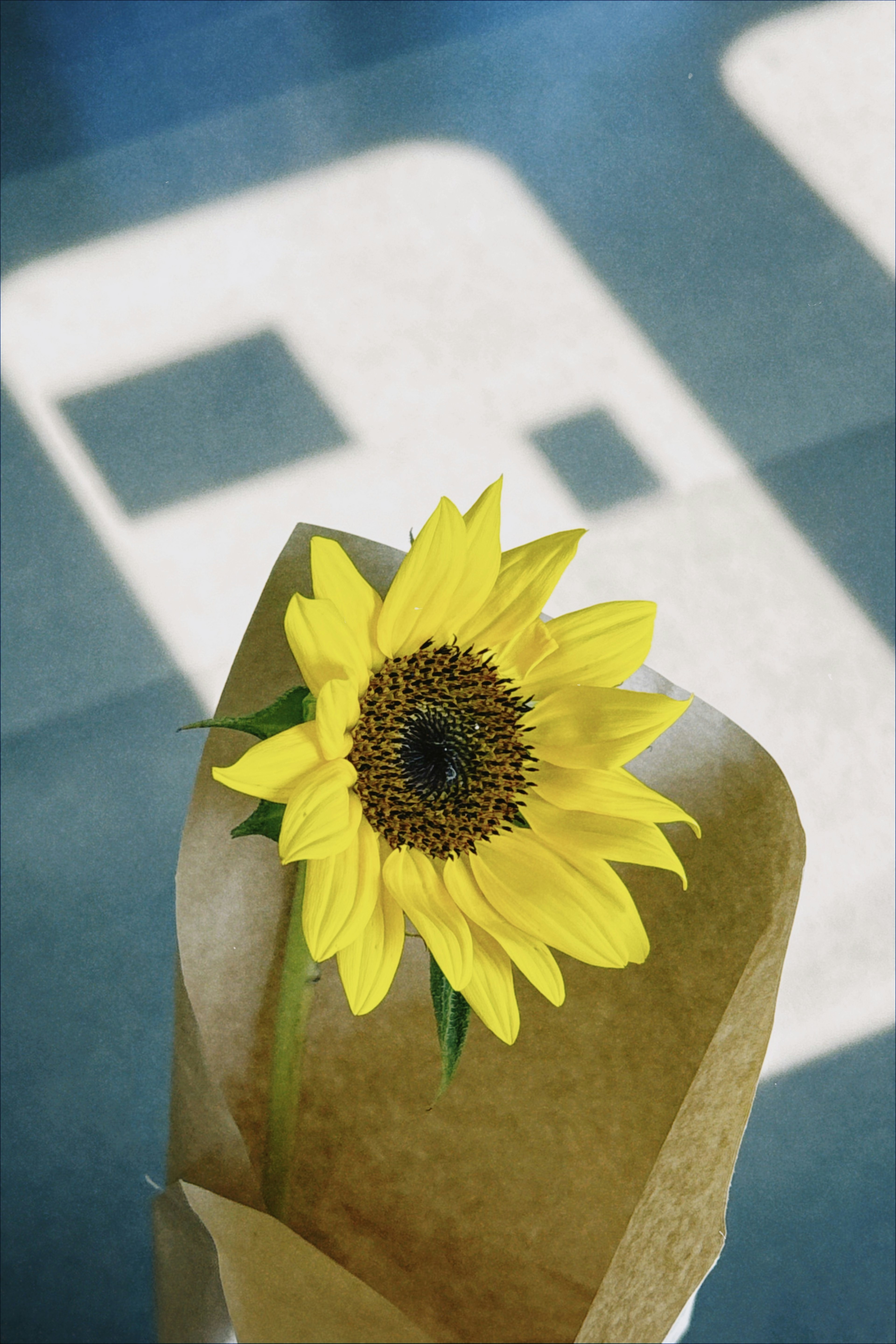 Tournesol brillant enveloppé dans du papier brun