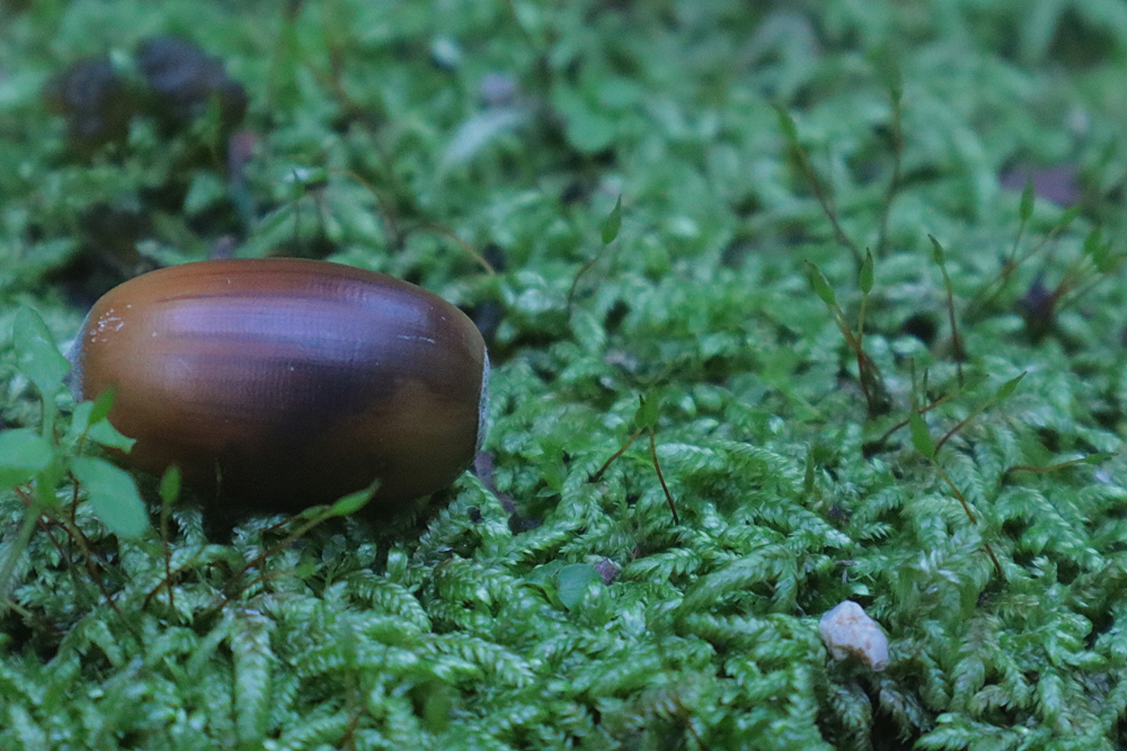 A small brown object resting on vibrant green moss