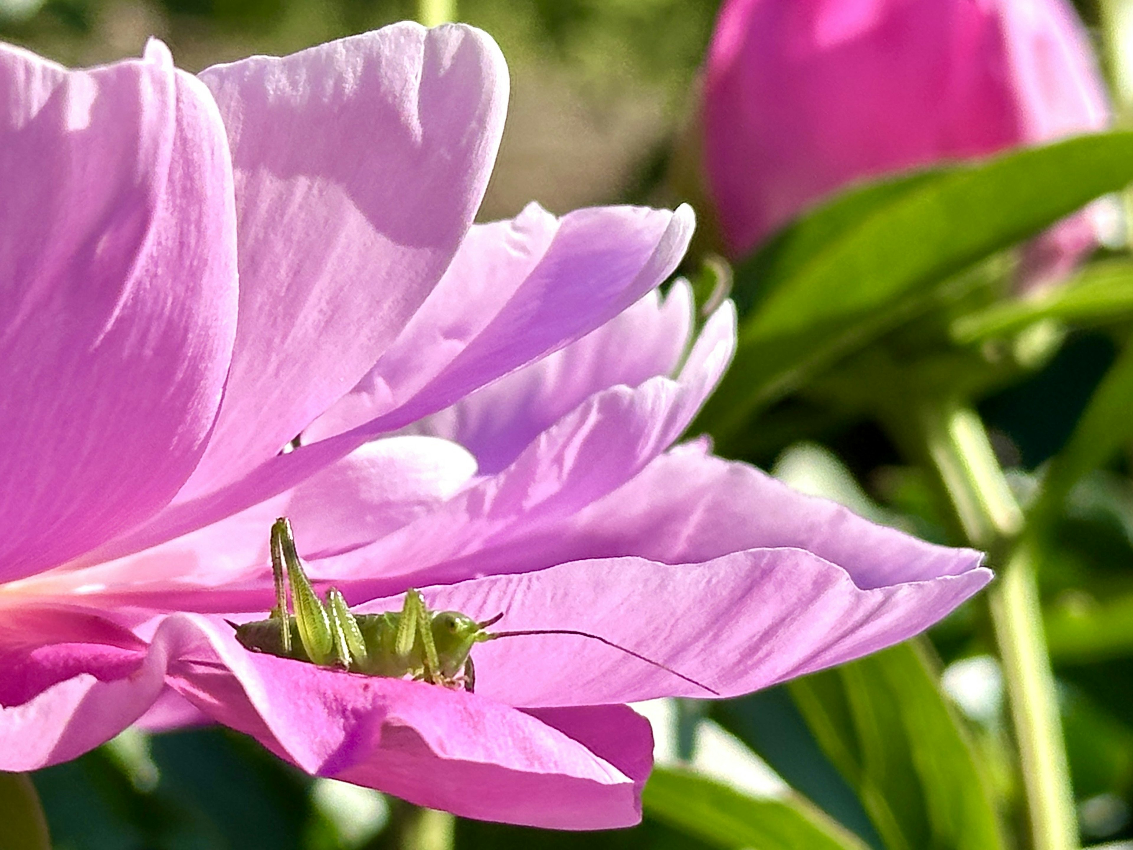 Primo piano di petali di fiori rosa e foglie verdi con un insetto che riposa sul fiore