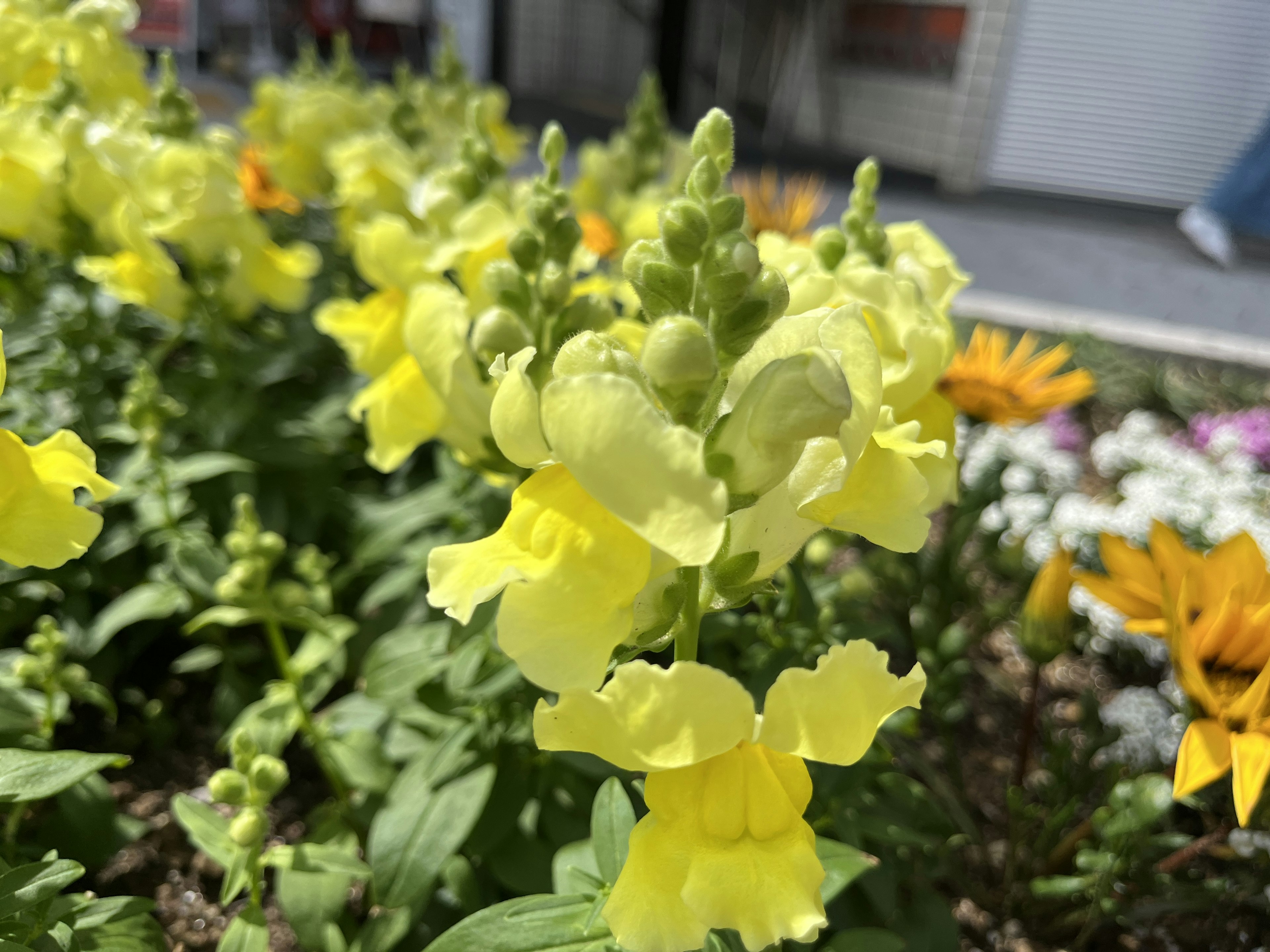 Acercamiento a flores de boca de león amarillas en un jardín