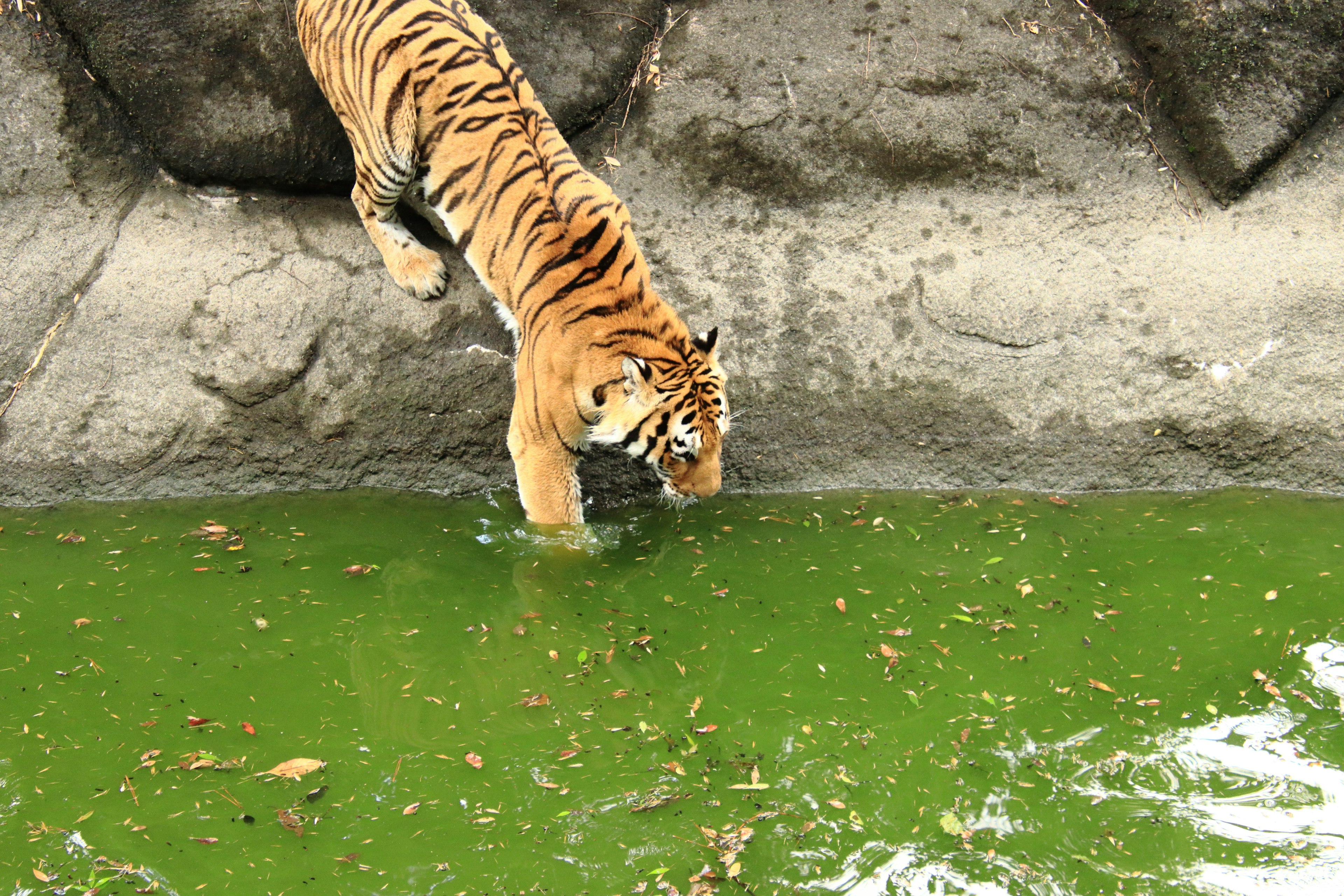 Tigre entrant dans l'eau verte avec un fond rocheux