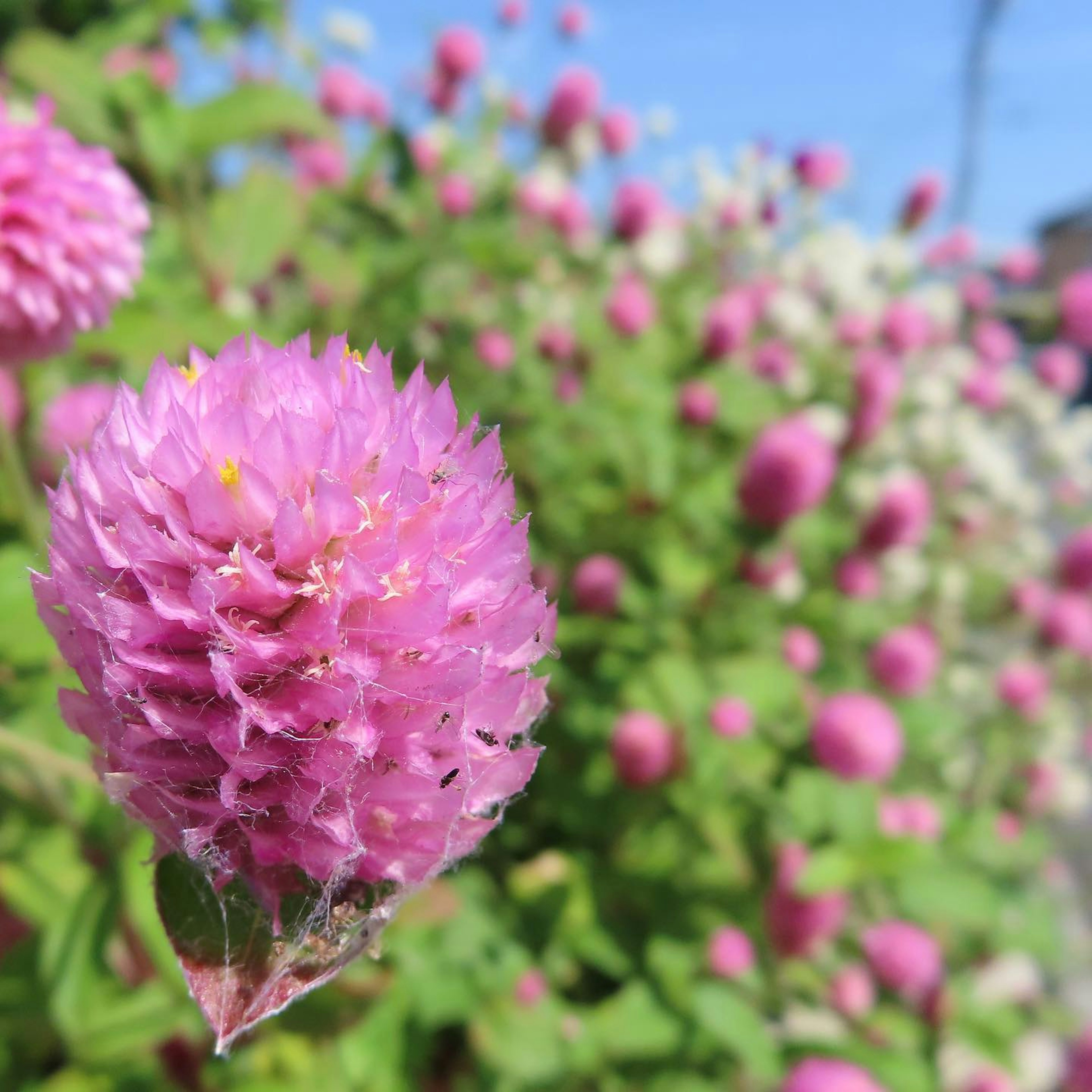 Bunga pink cerah mekar di taman dengan bunga putih di latar belakang