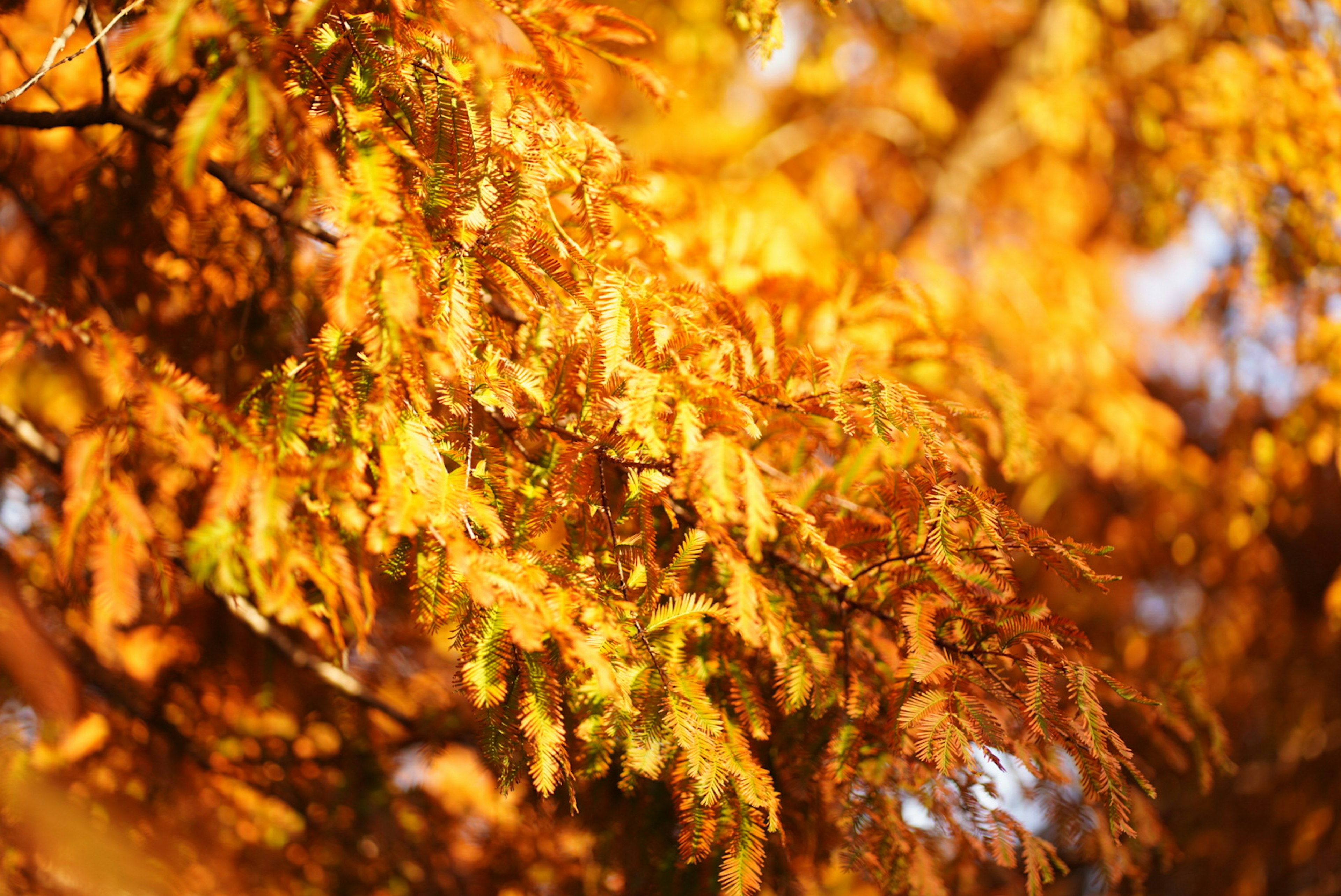 Foglie d'autunno dorate illuminate dalla luce del sole