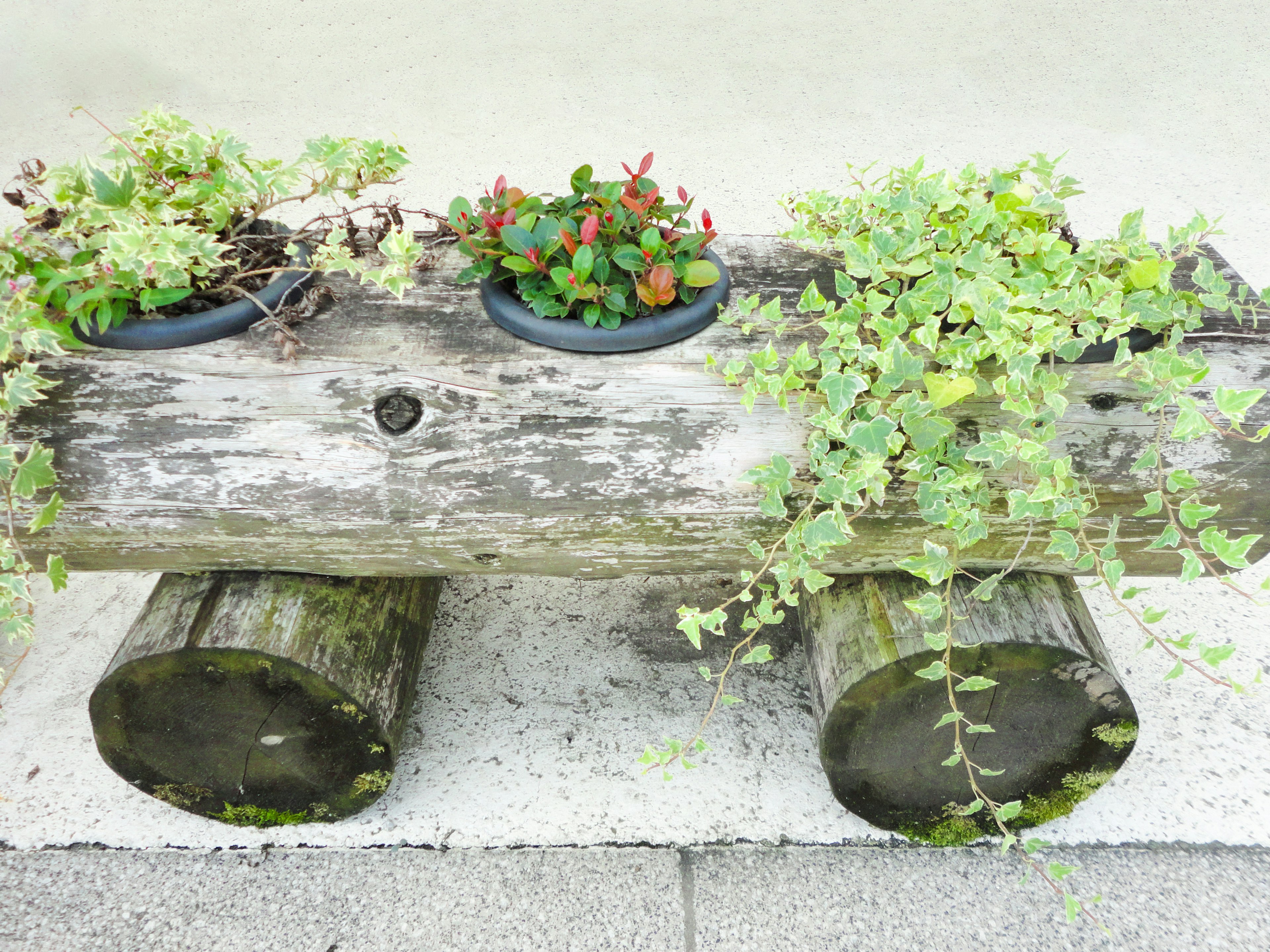 Log planter with potted plants and greenery