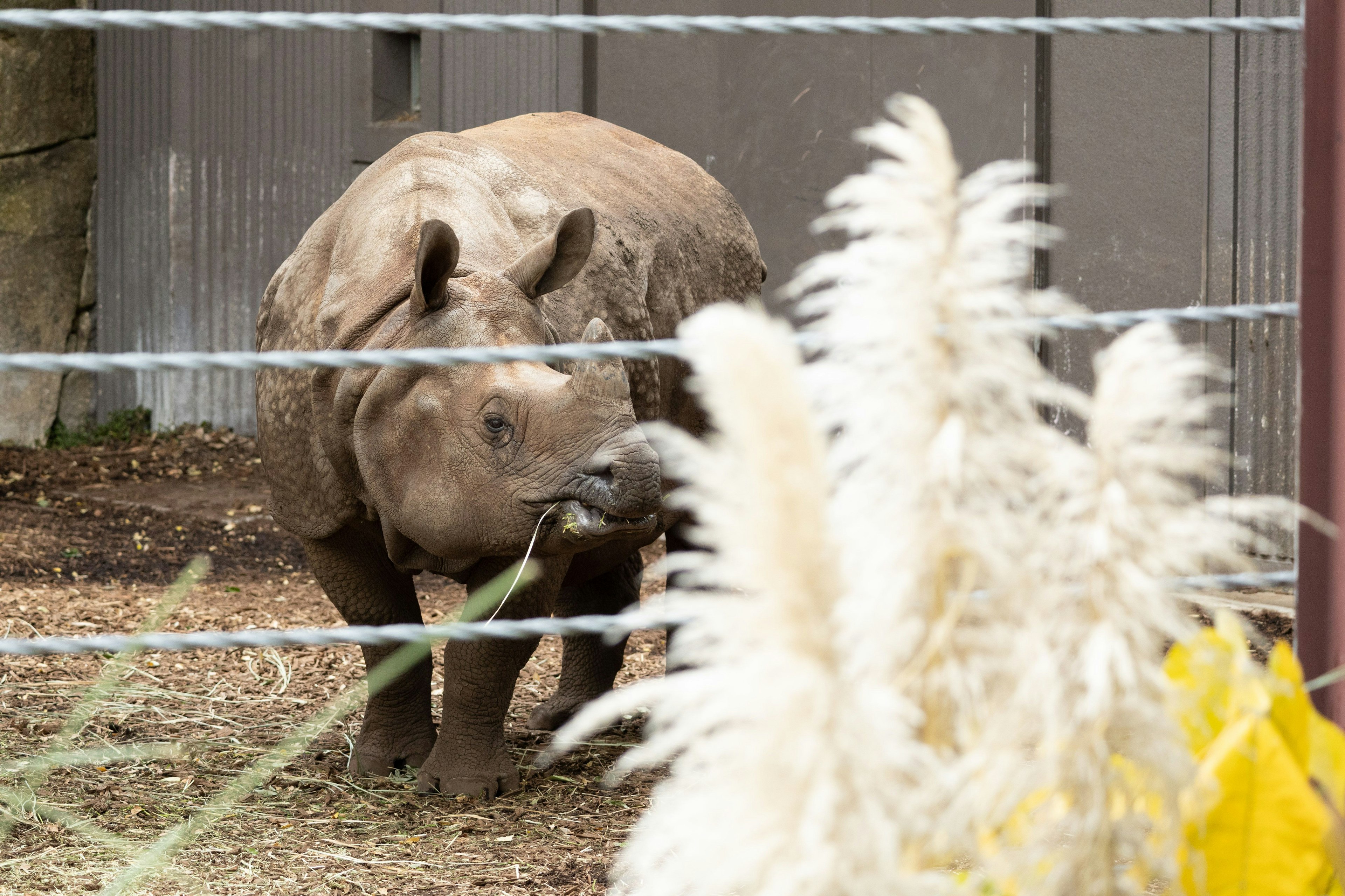 Un rhinocéros broutant près d'une clôture avec de l'herbe haute au premier plan