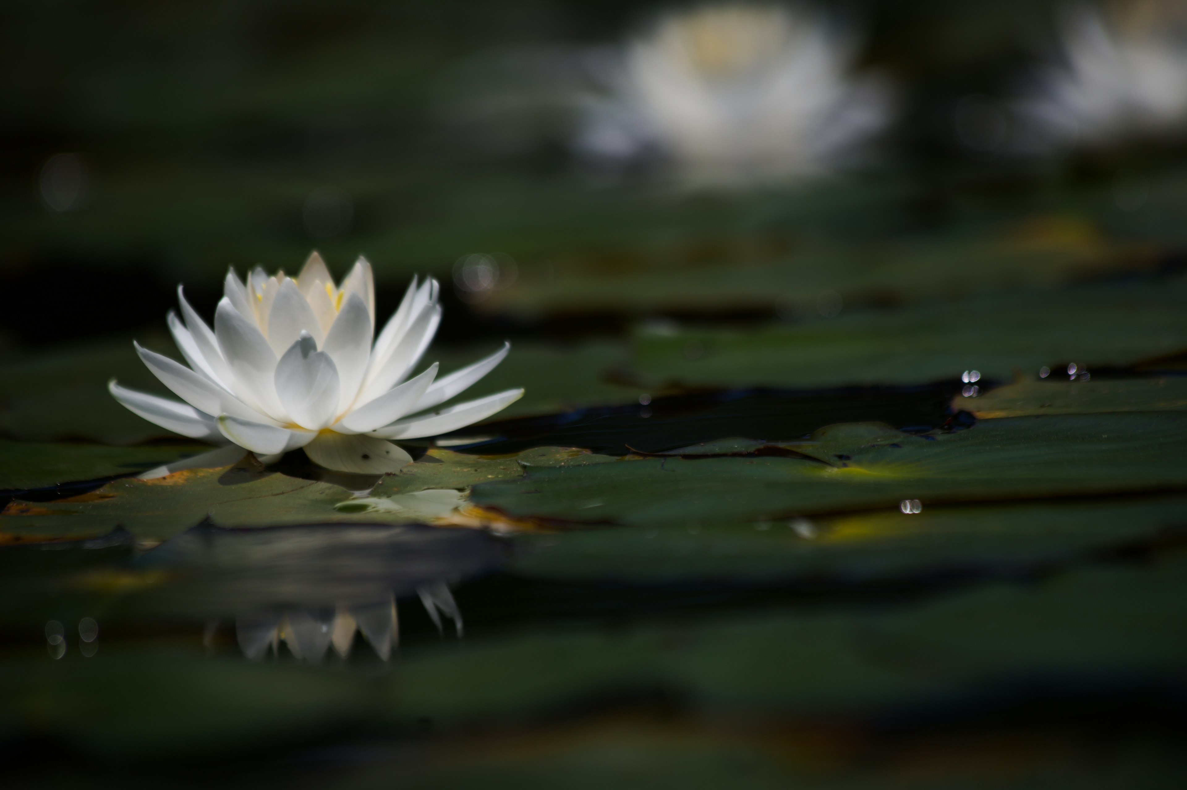 Una vista serena di un loto bianco che galleggia sulla superficie dell'acqua