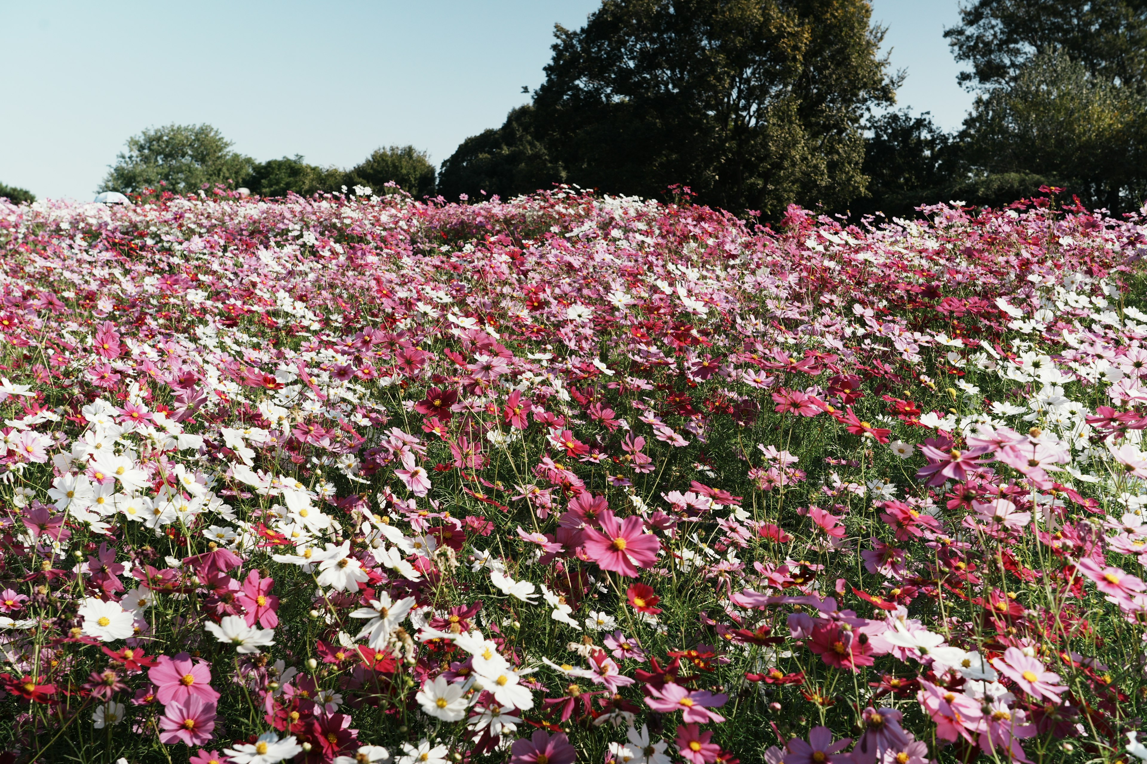 Vasto campo di fiori colorati in fiore