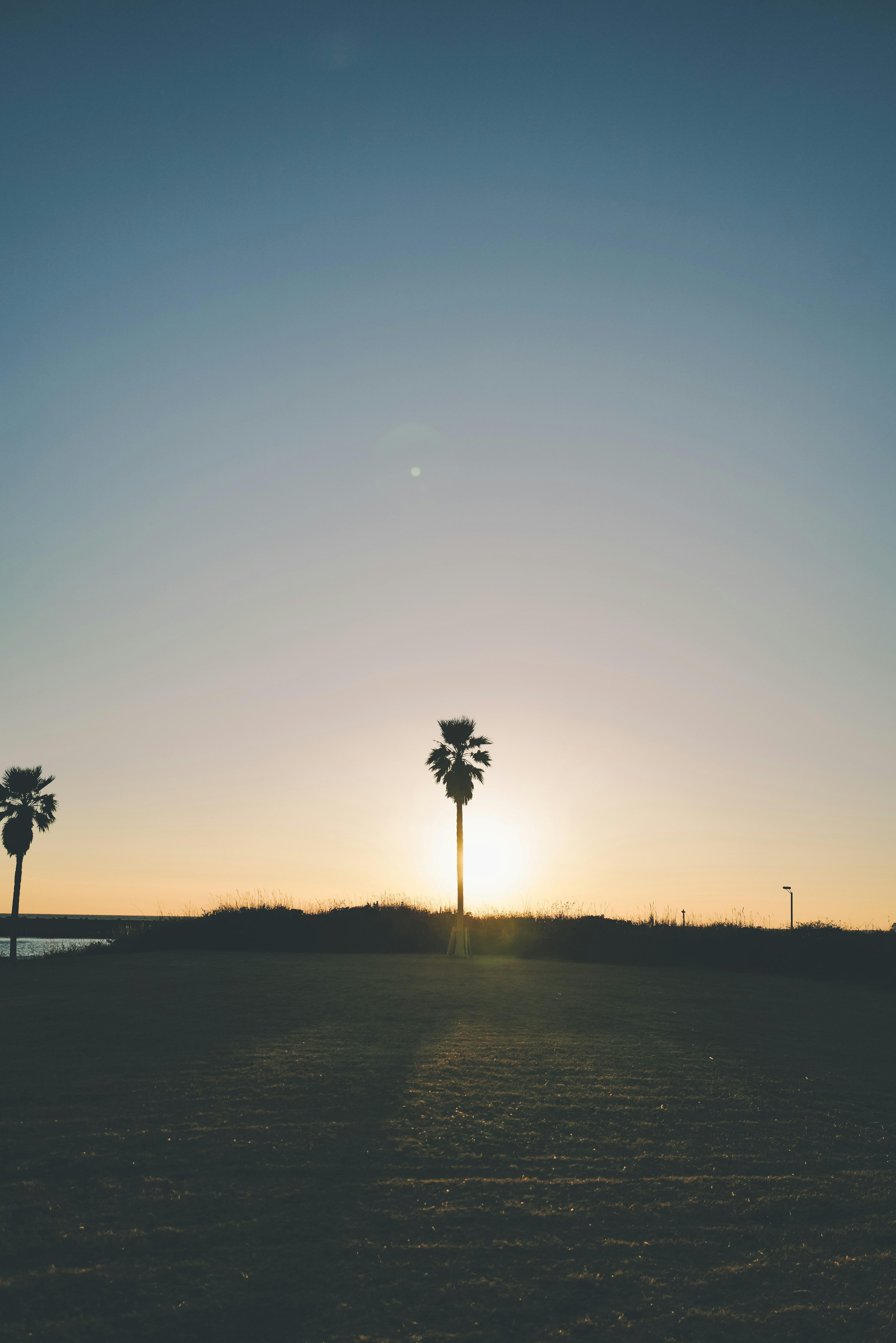 Silueta de una palmera contra el atardecer