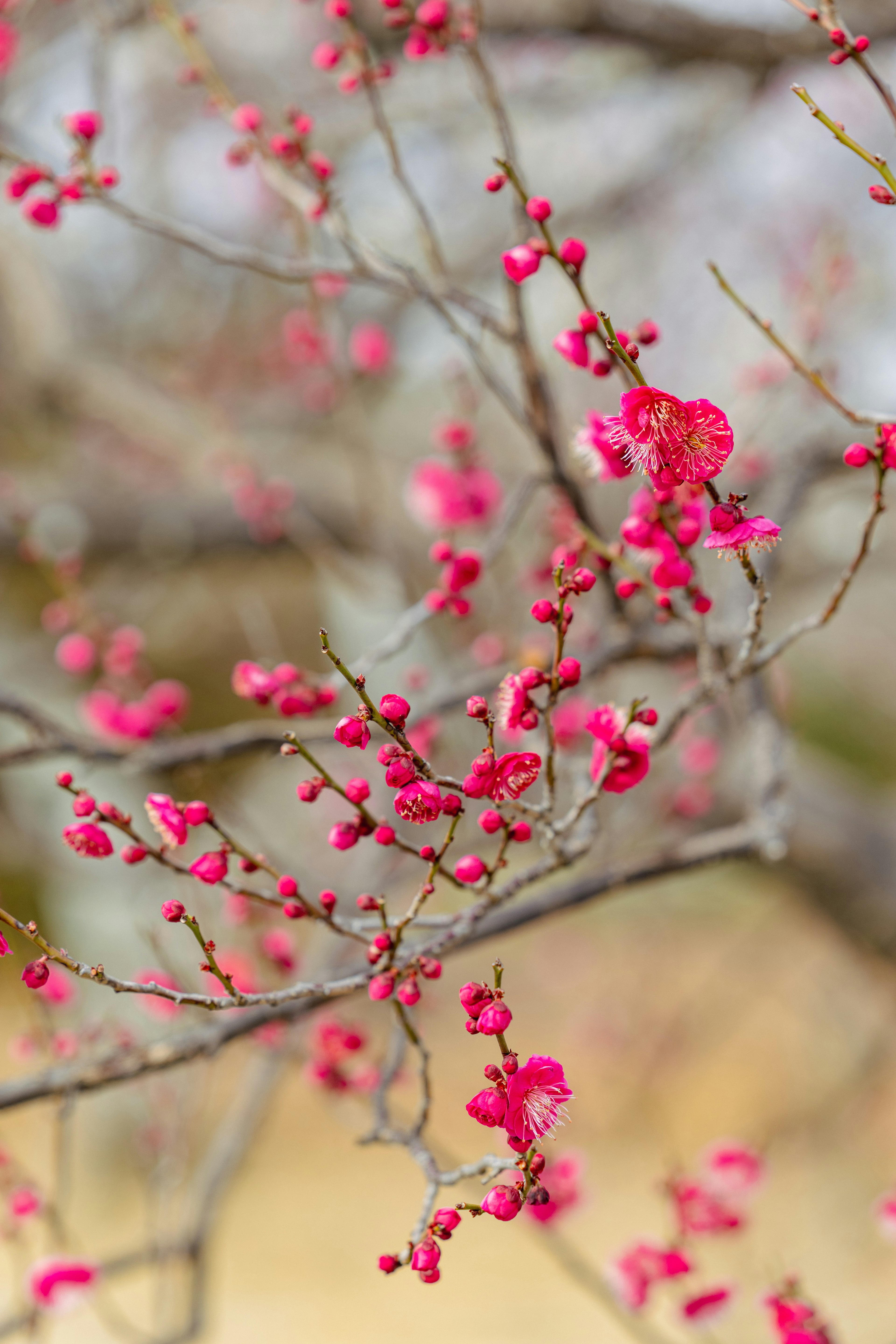 鮮やかなピンクの花が咲く木の枝のクローズアップ