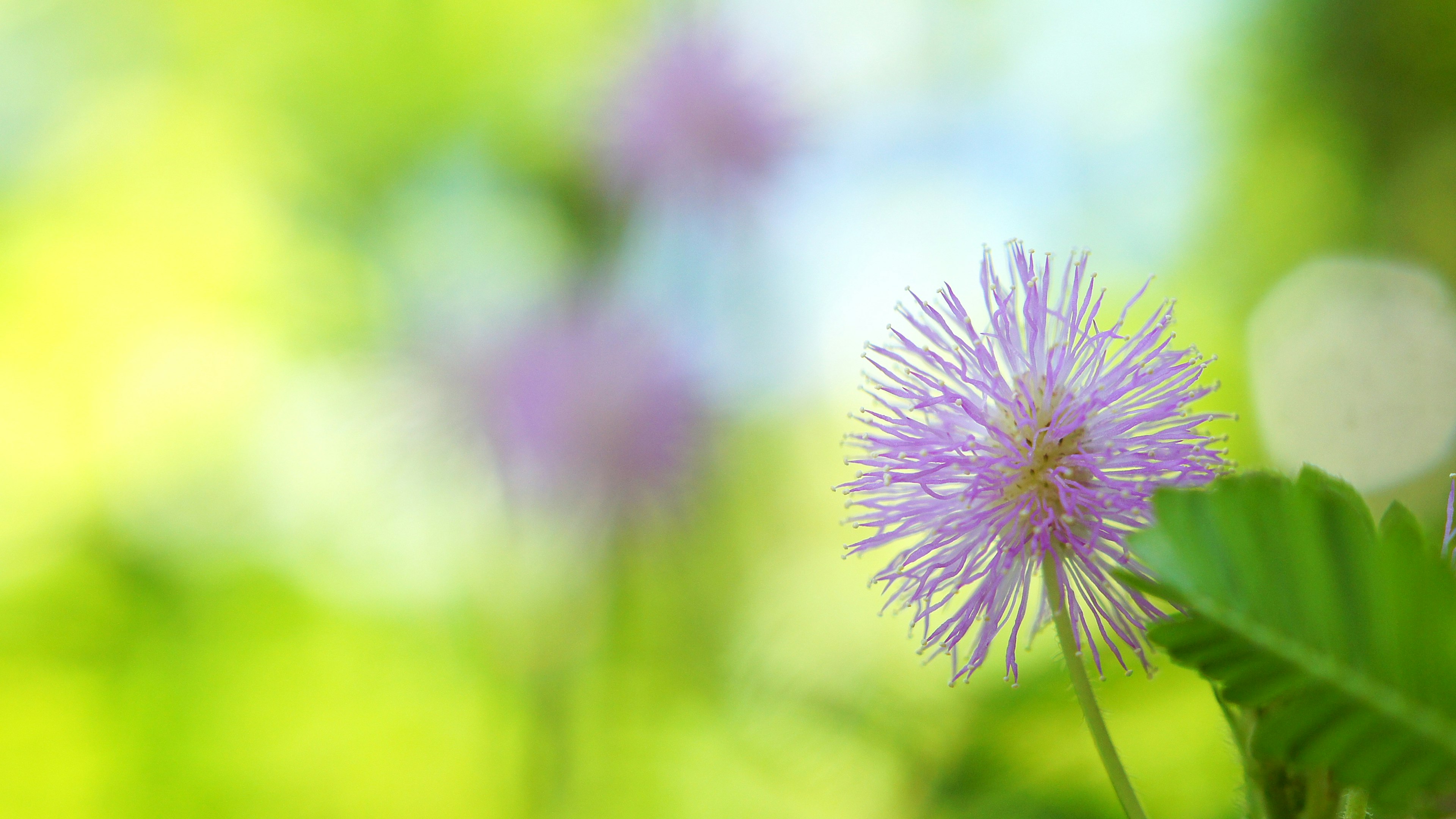 Purple flower blooming against a soft green background