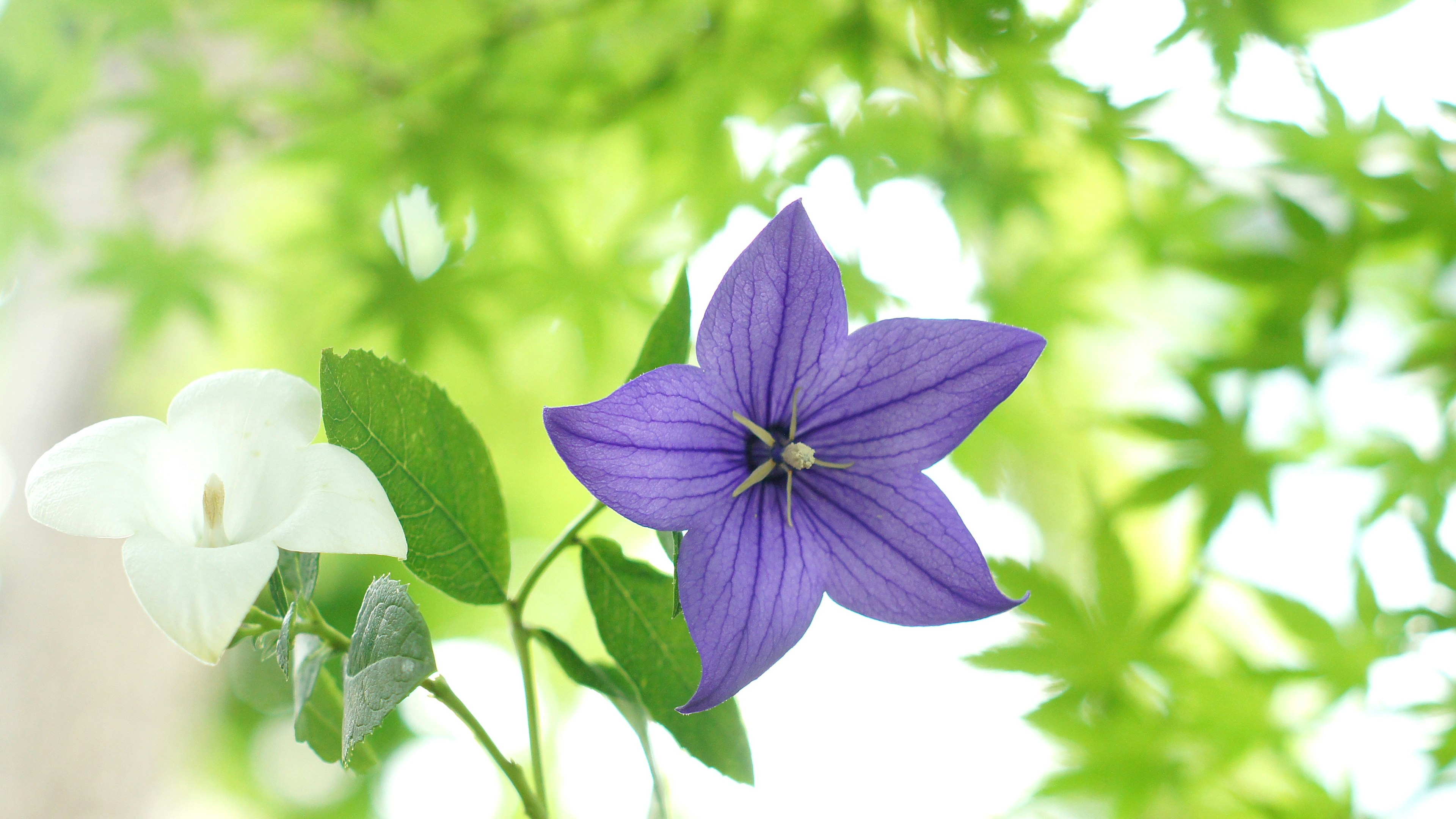 Fleur violette avec fleur blanche entourée de feuilles vertes