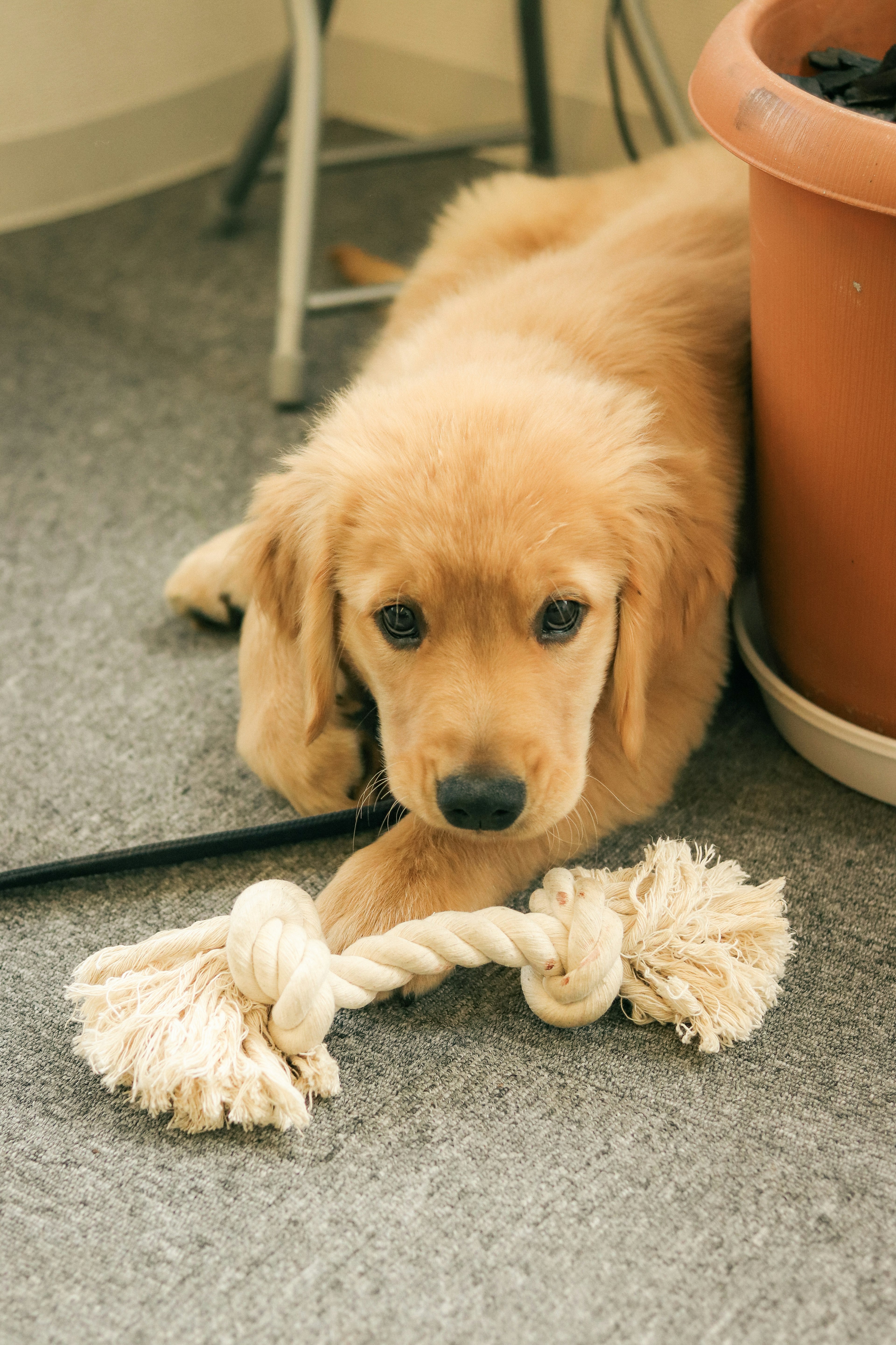 Cachorro de golden retriever sosteniendo un juguete de cuerda