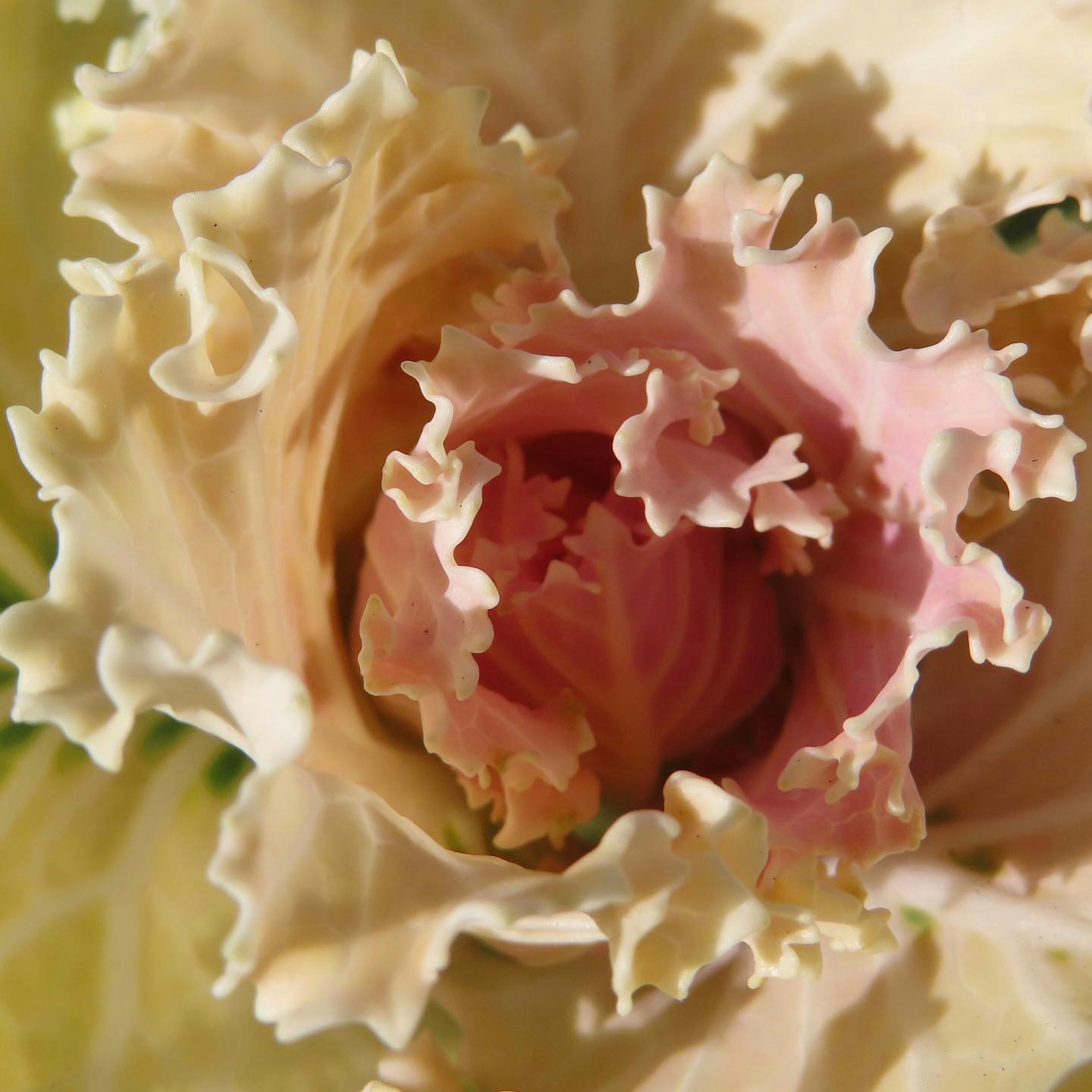 Wunderschöne Blume mit blassen, blumenkohlartigen Blütenblättern