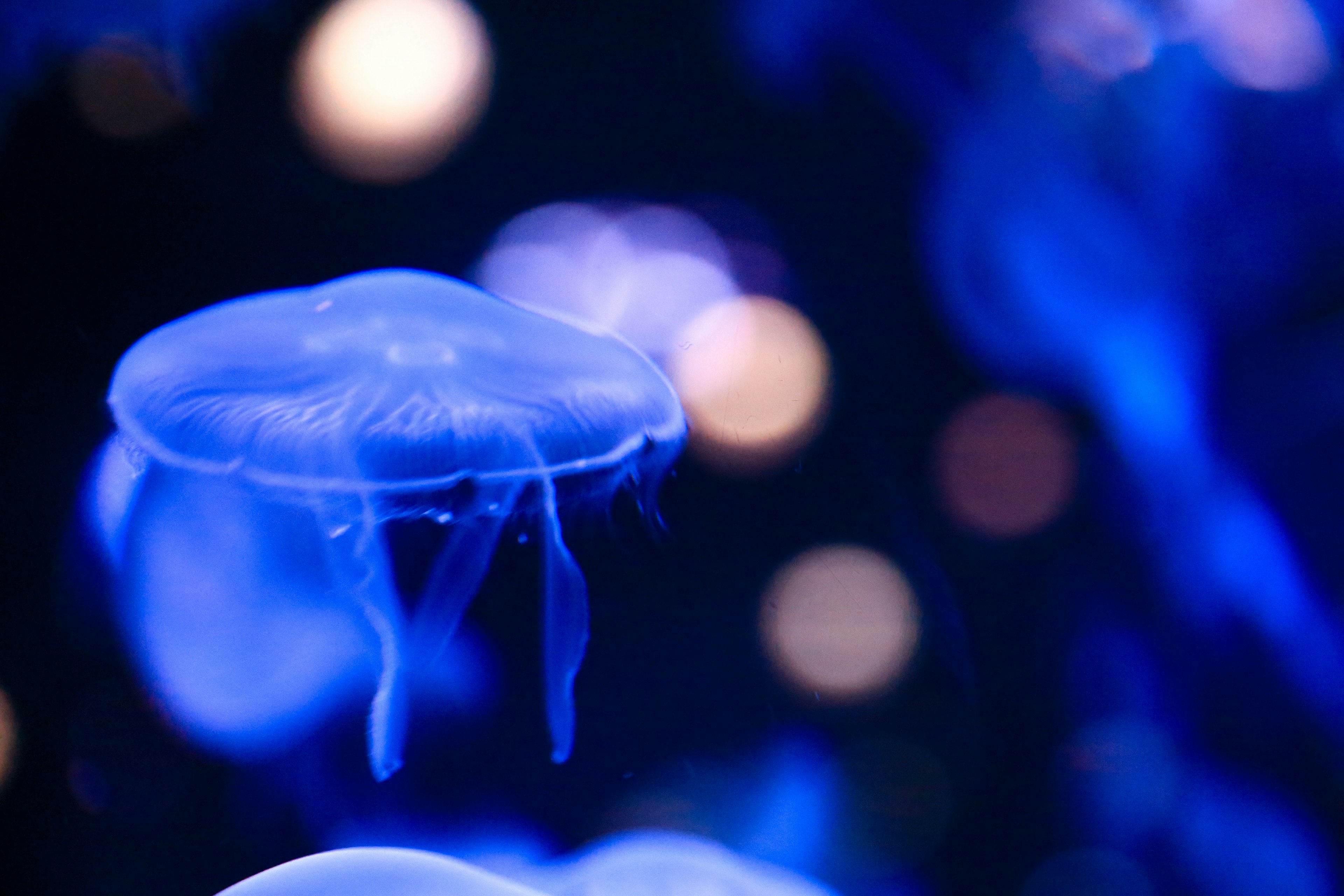 Una medusa azul brillante flotando en una escena submarina mística