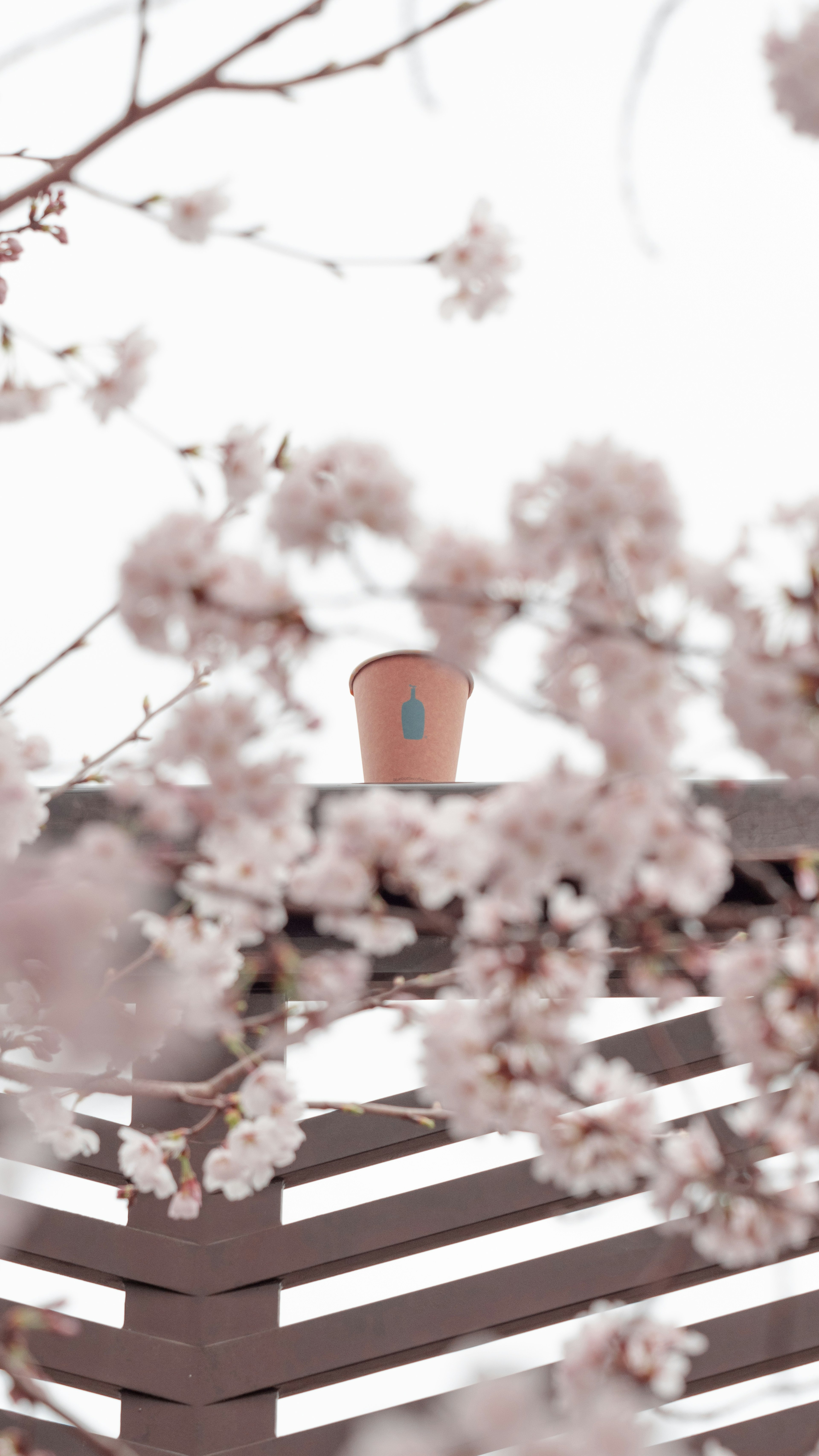 A potted plant on a wooden fence surrounded by cherry blossoms