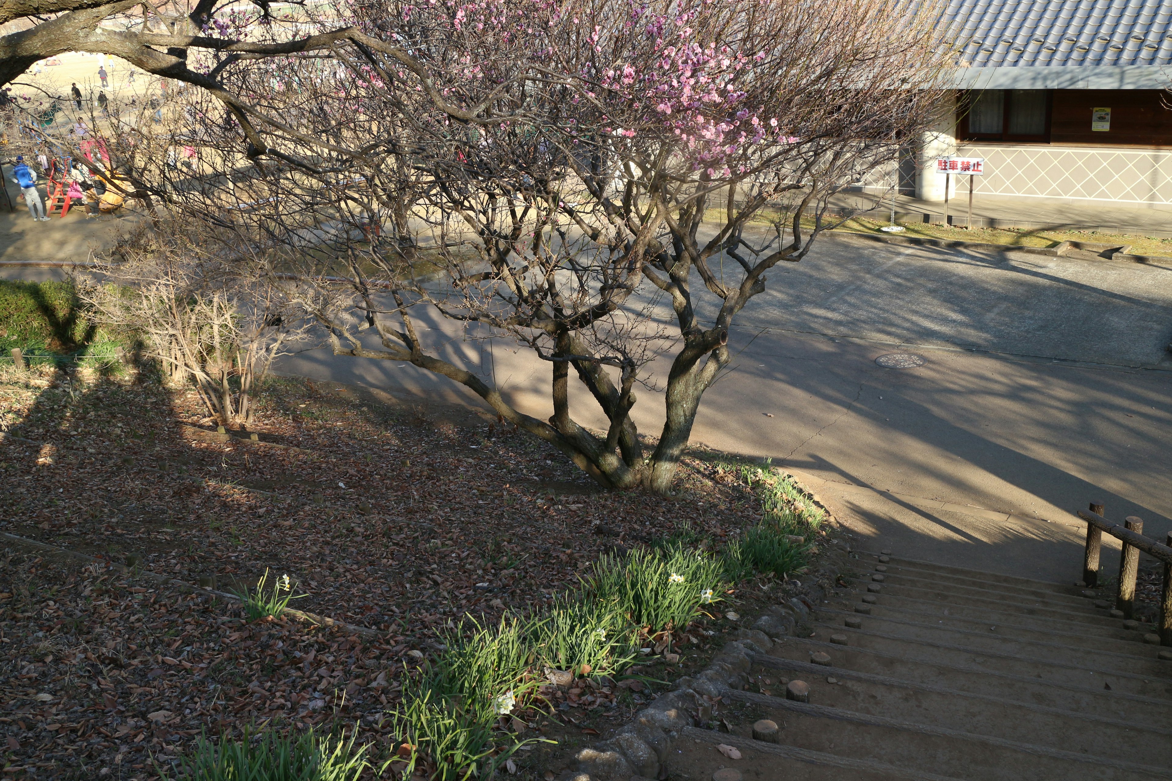 Paysage avec un arbre en fleurs et un chemin tranquille