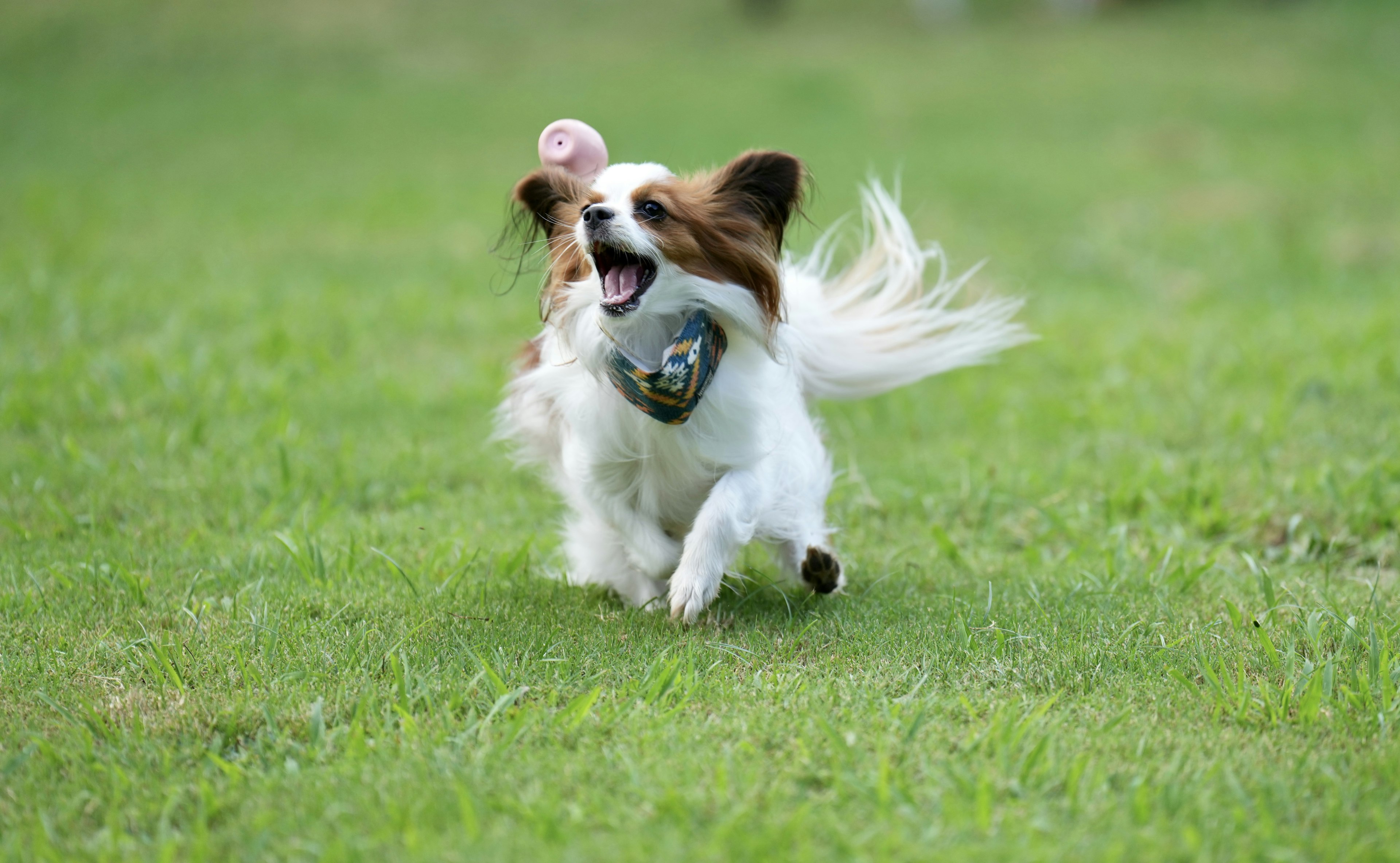 Papillon-Hund, der glücklich über das Gras läuft