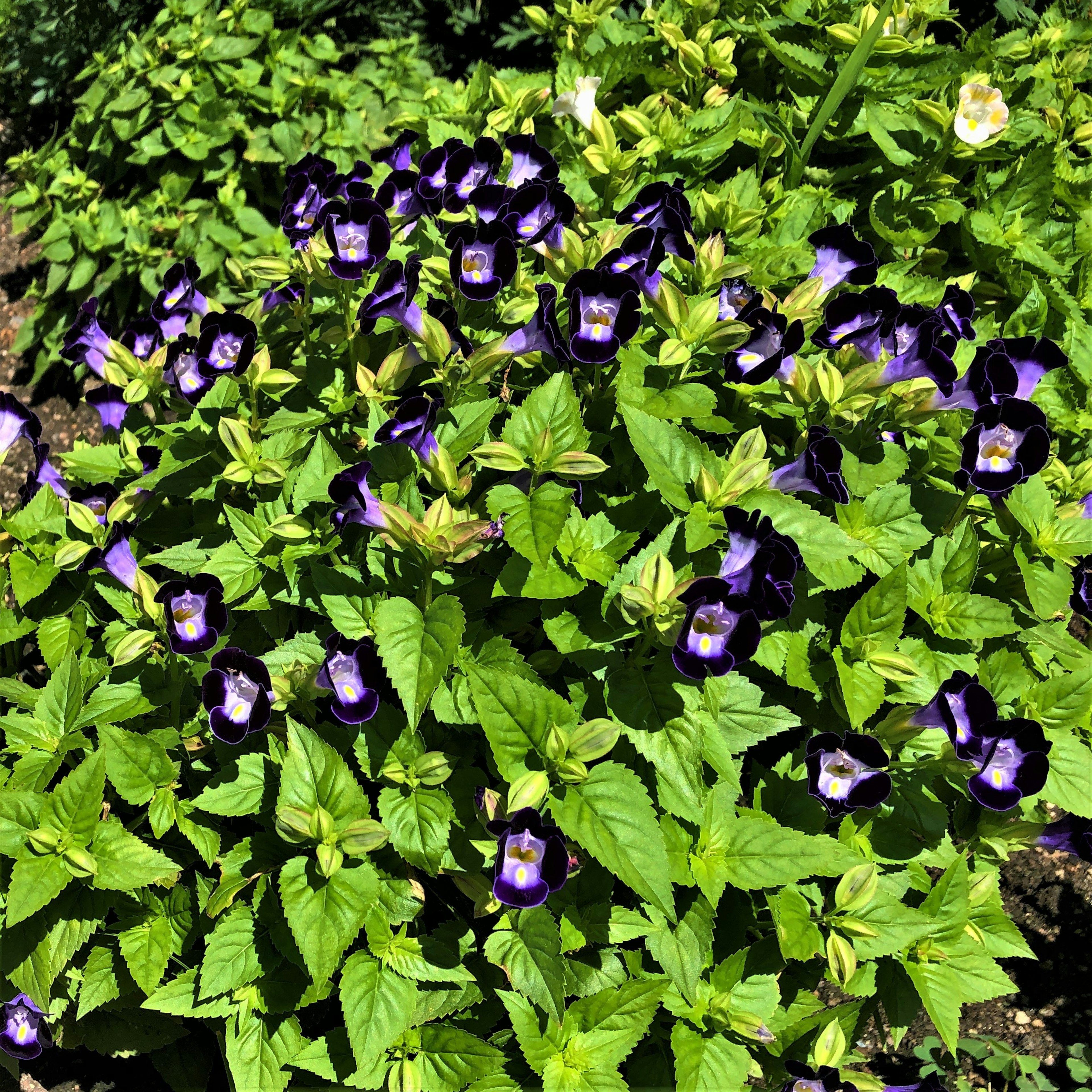 Cluster of vibrant purple flowers with green leaves