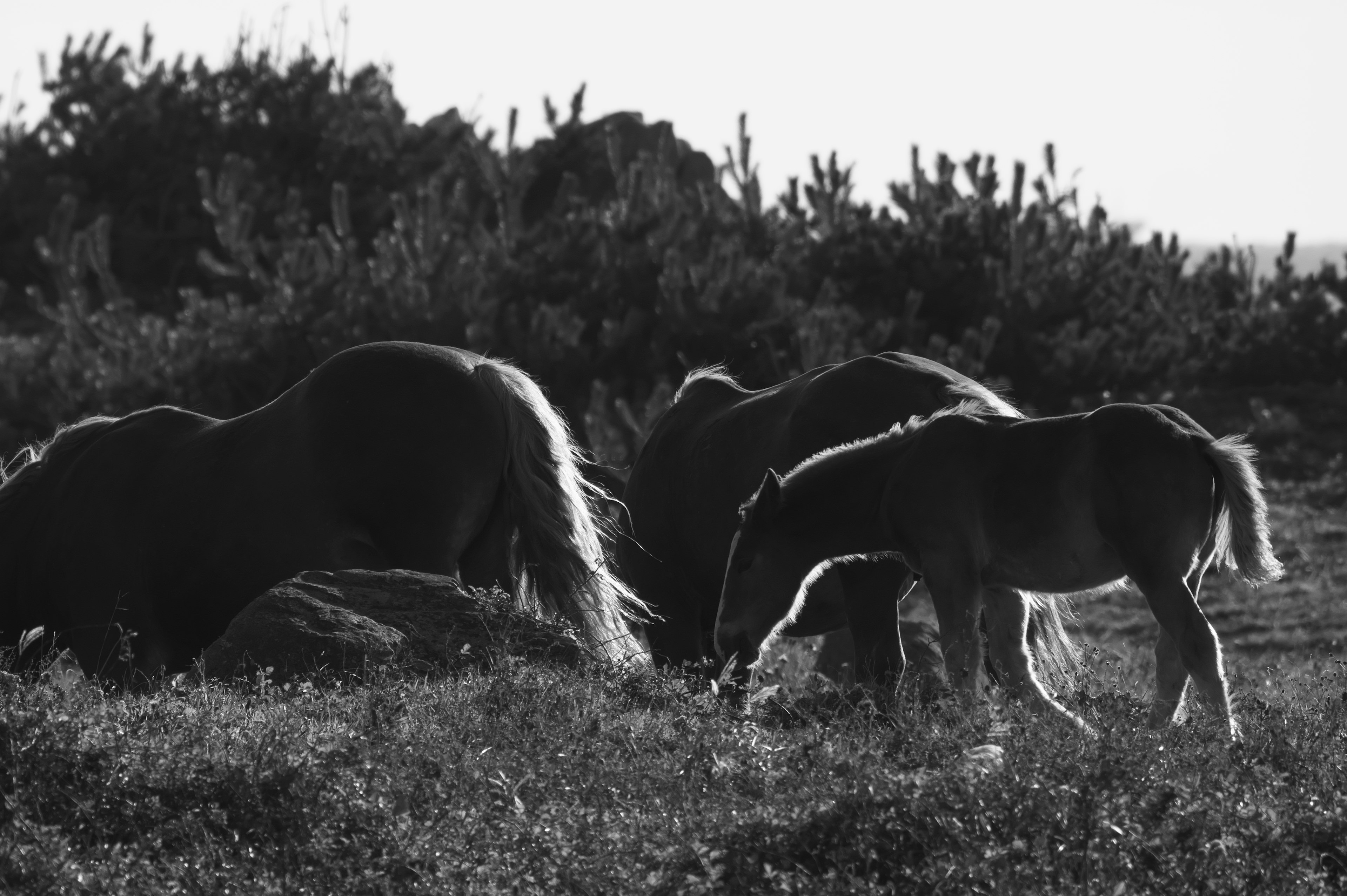 Silhouettes de chevaux paissant dans un paysage en noir et blanc