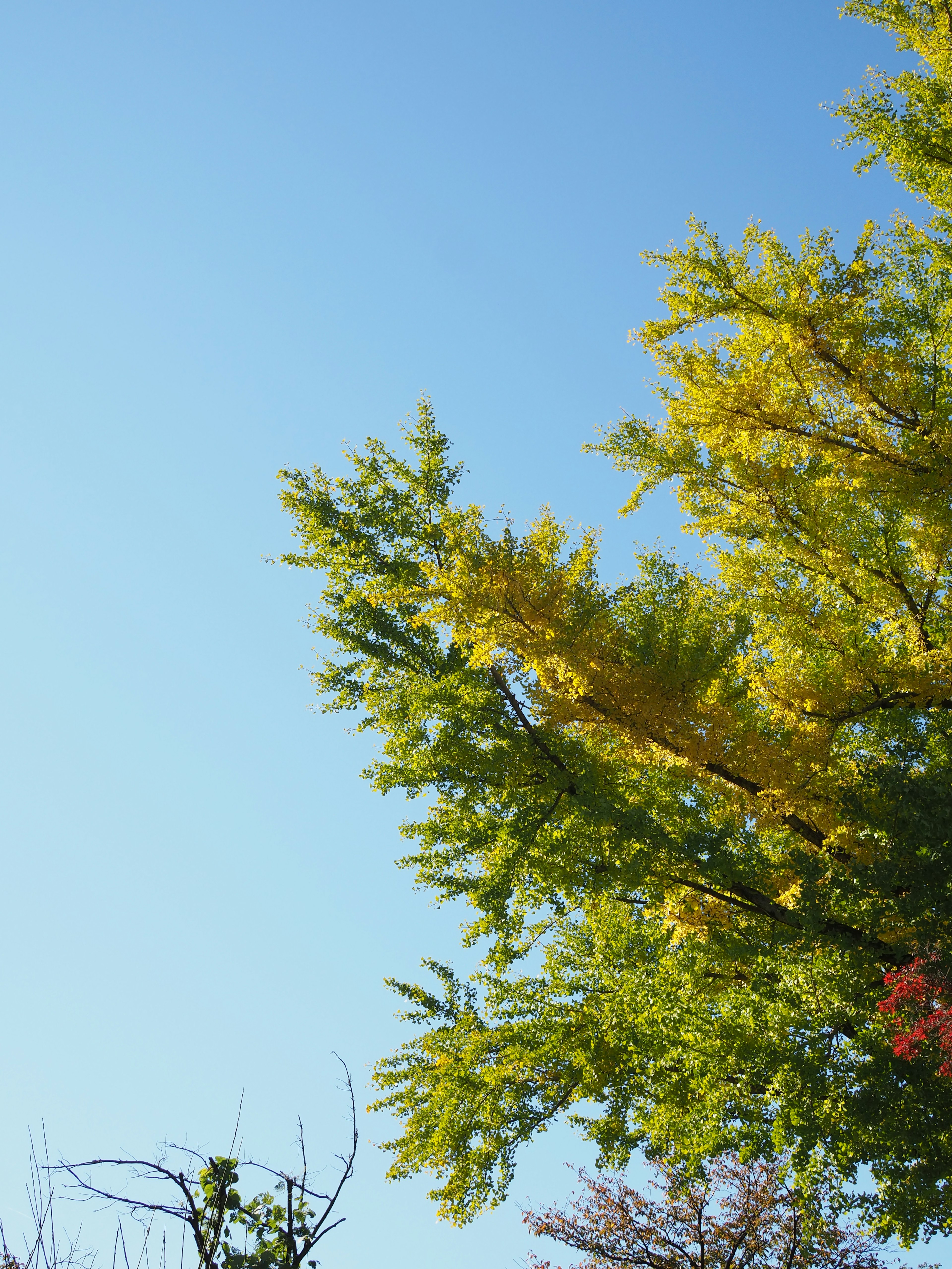 A view of the tree tops with yellow leaves against a clear blue sky