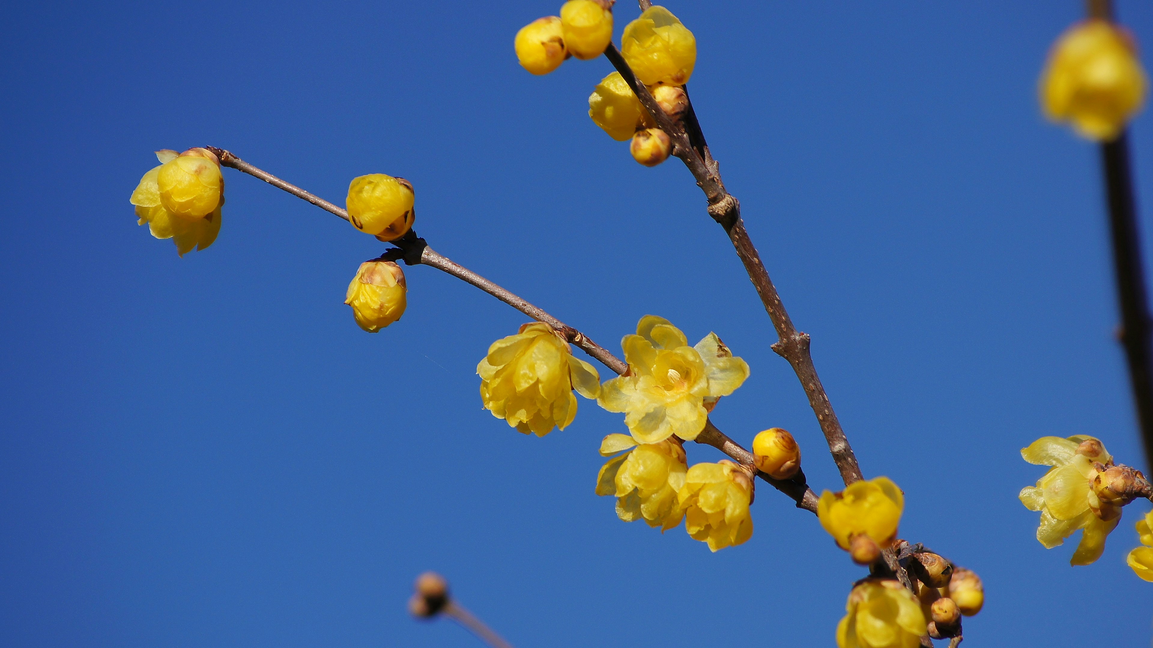 Zweig mit gelben Blumen vor blauem Himmel