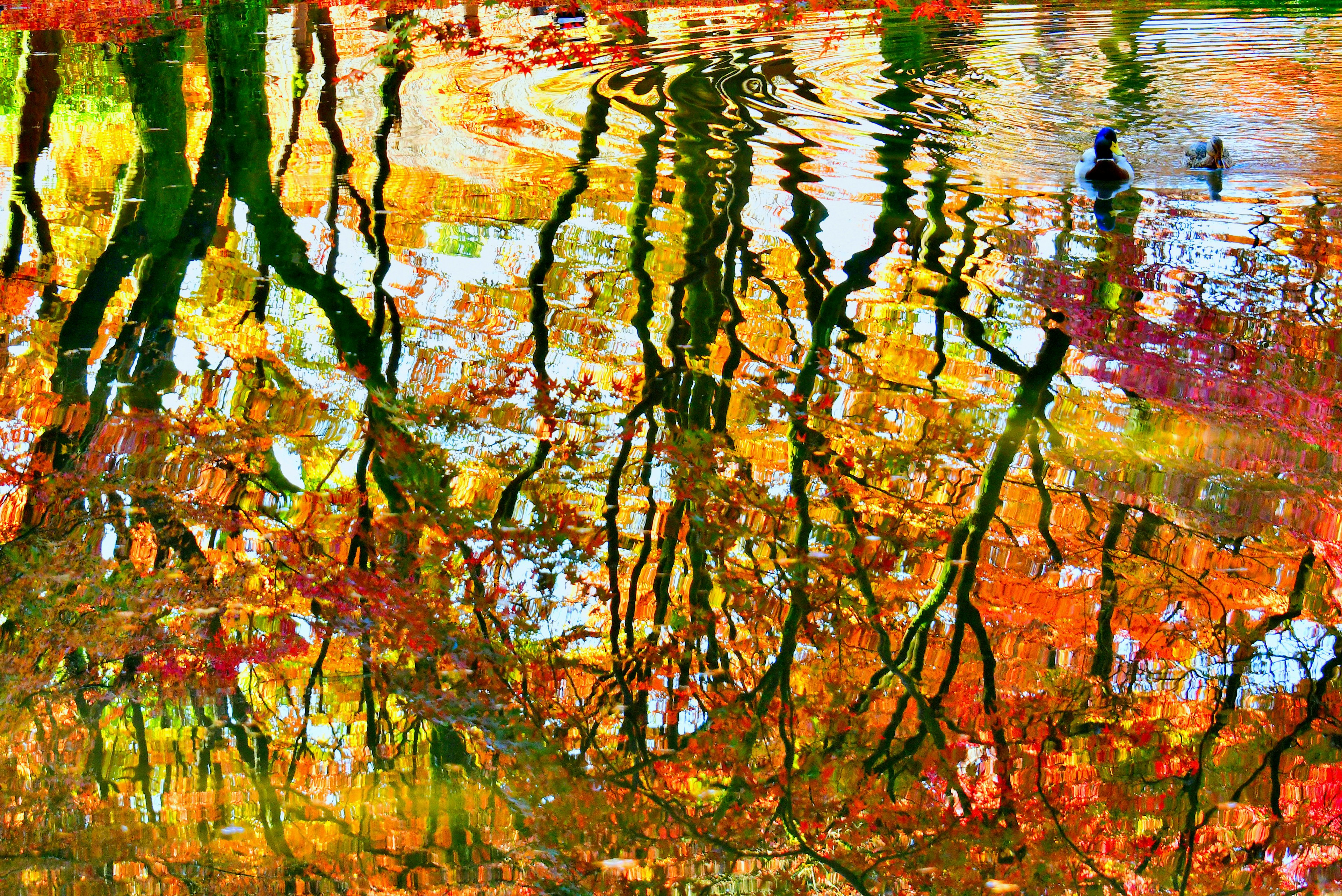 Herbstfarben auf der Wasseroberfläche reflektiert Wunderschöne Baumreflexionen