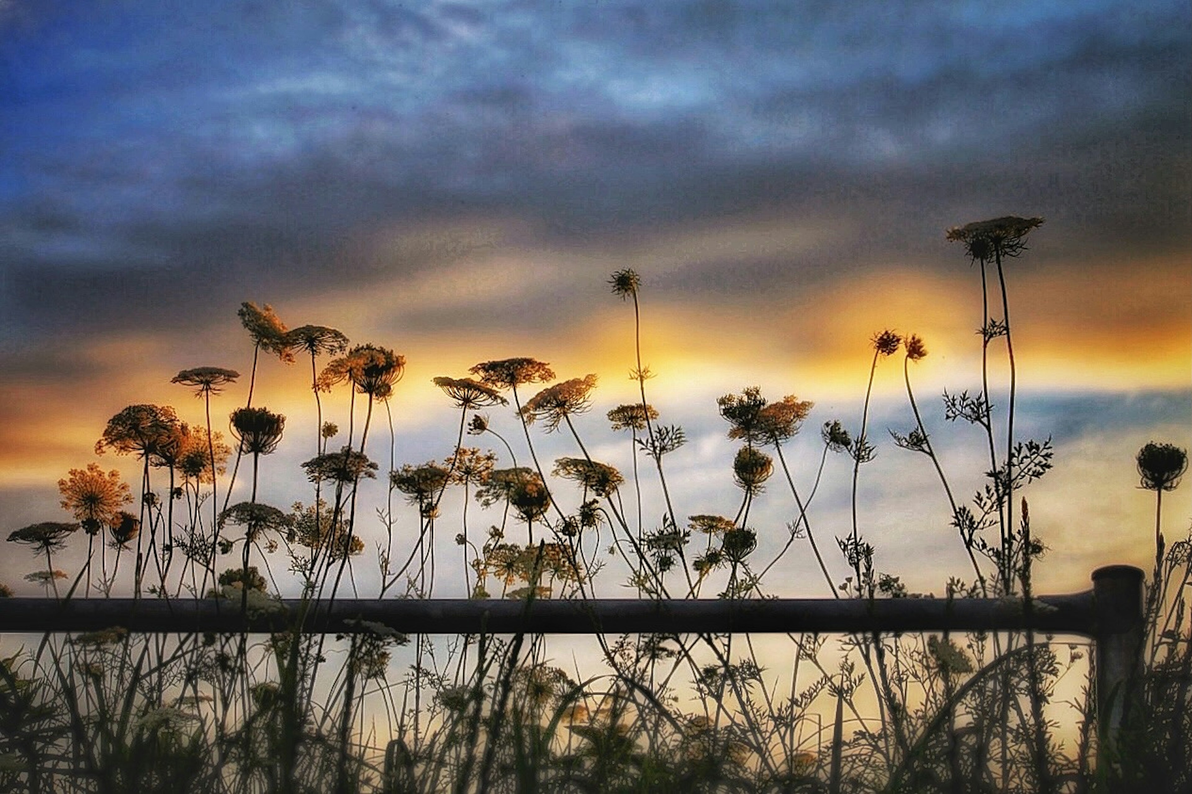 Silhouette de fleurs contre un ciel de coucher de soleil avec des nuages doux